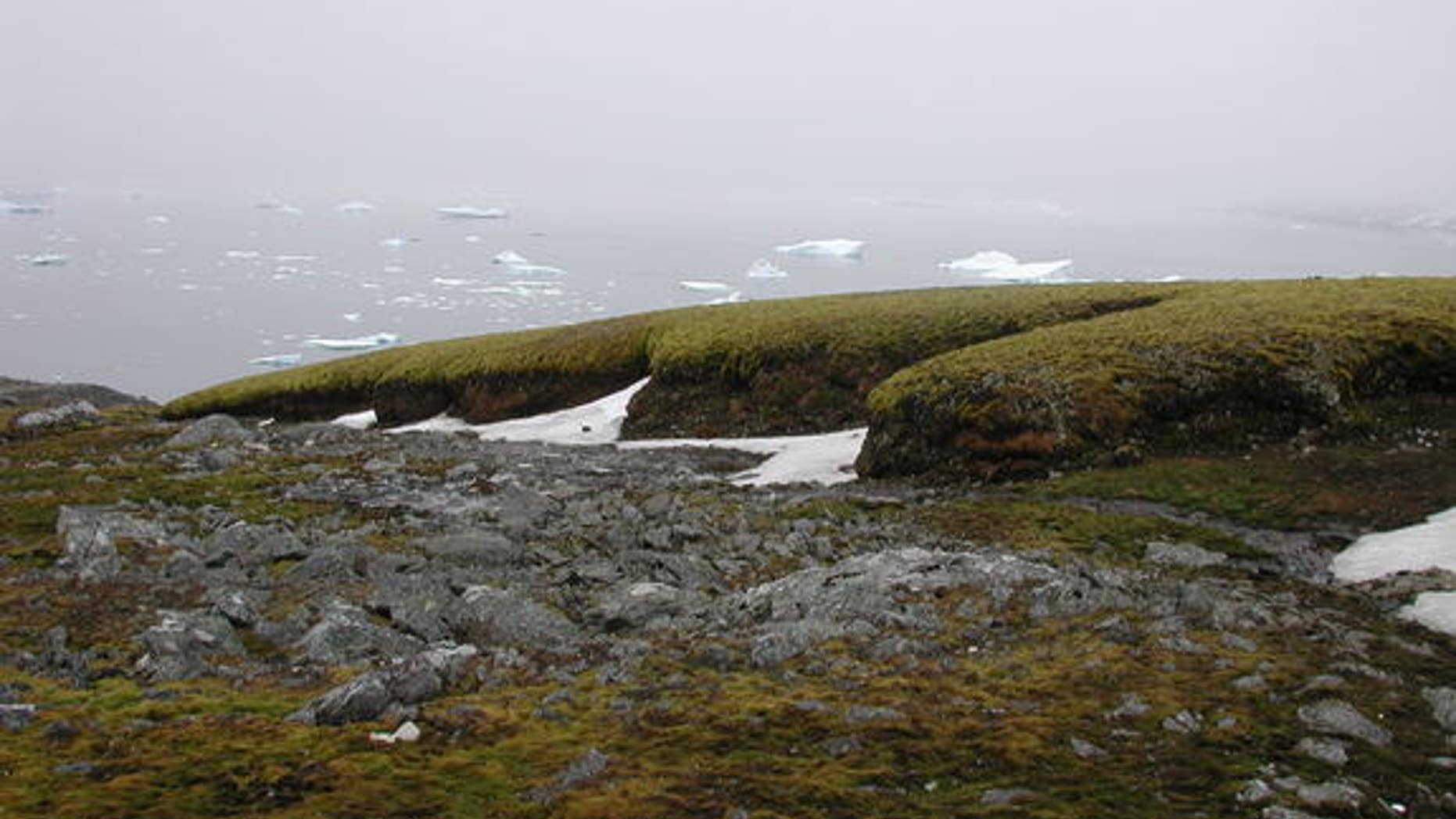 Moss growing on Signy Island offshore of Antarctica.