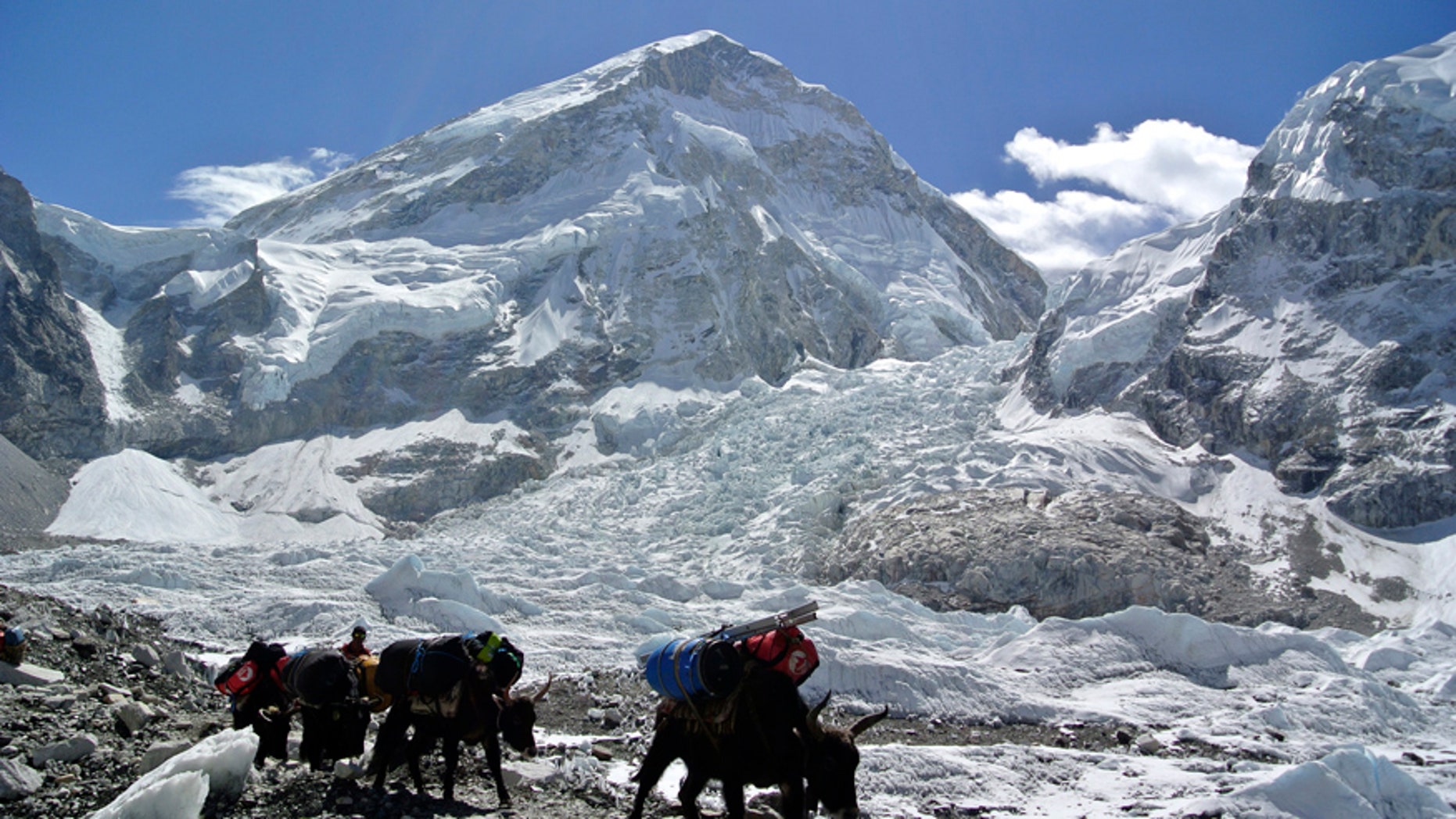 Yaks carrying mountaineering equipments return to base camp after Mount Everest expeditions were cancelled in Solukhumbu district April 27, 2014.