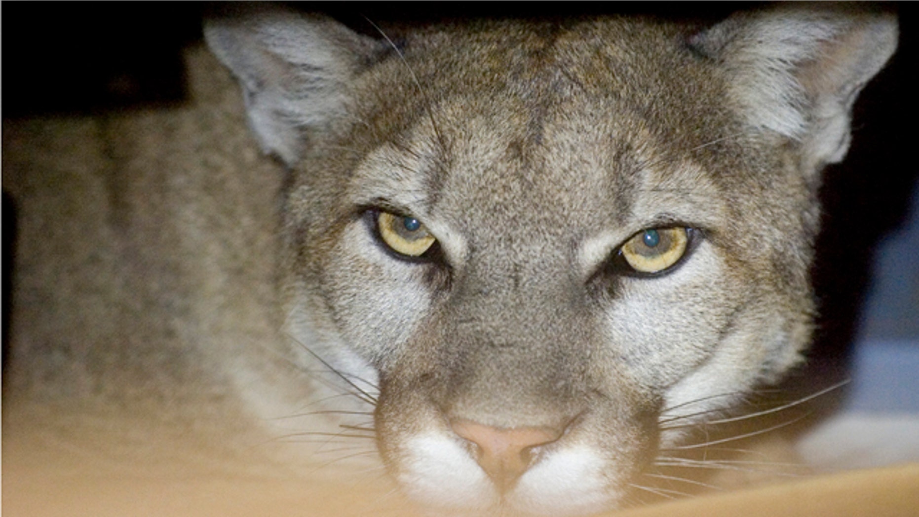 May 24: A photo provided bv the Hesperia Code Enforcement shows a mountain lion peering from his hiding place inside a family's garage in Hesperia, Calif. The mountain lion was eventually sedated by California State Fish and Game Biologists and released back into the wild. (AP/Hesperia Code Enforcement)
