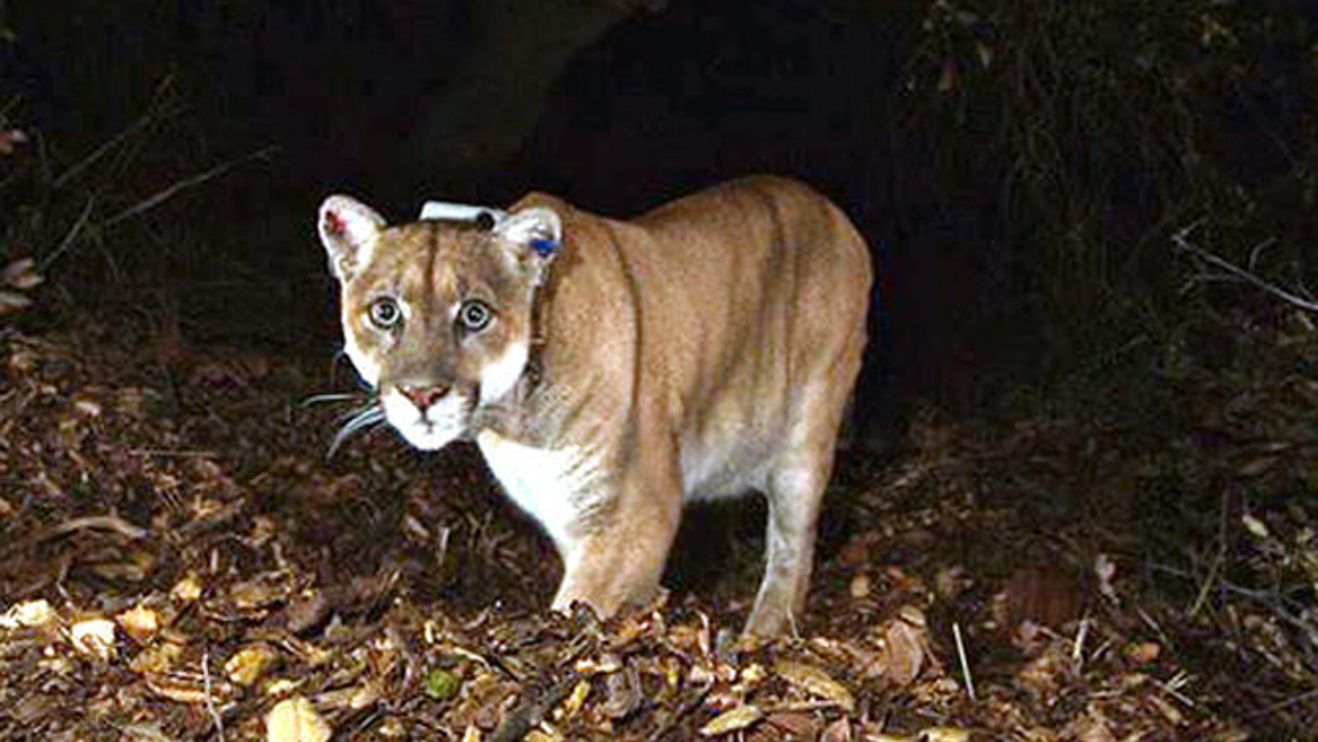 A mountain lion is seen in 2014 in Griffith Park in Los Angeles. A juvenile mountain lion jumped through a woman's window July 4 in Colusa, California.