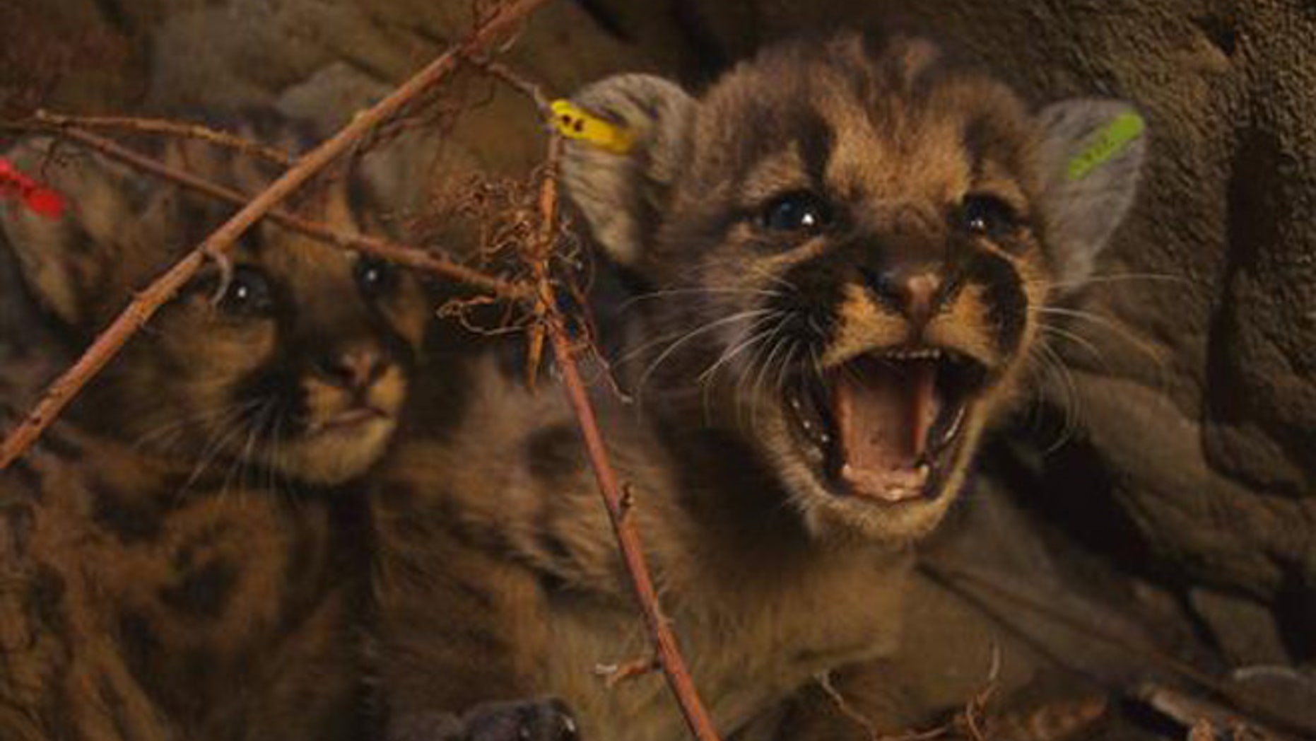 This June. 22, 2016, photo released by the National Park Service shows kitten siblings P-50, P-51, and P-52 Litter in the eastern Santa Susana Mountains.