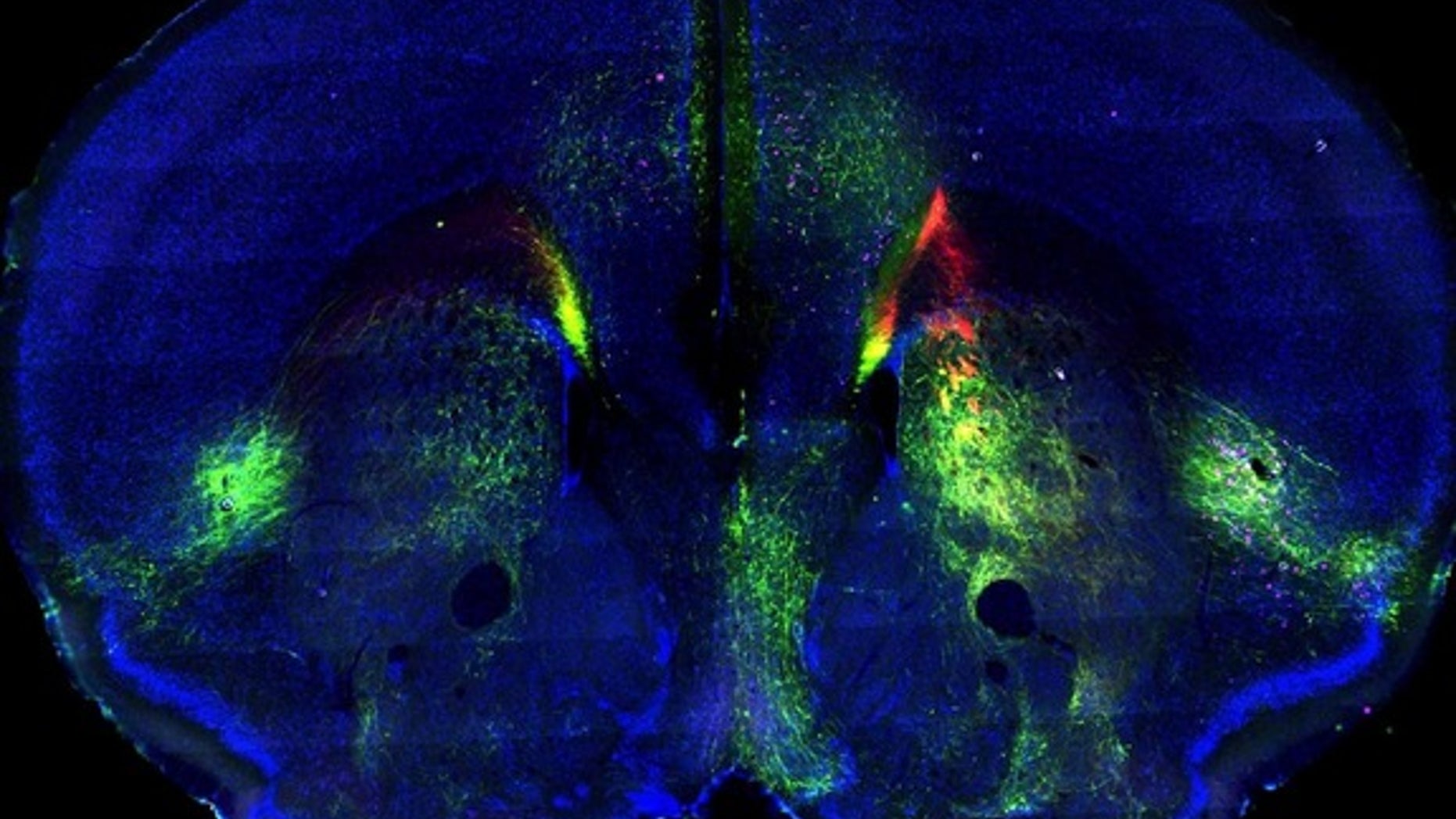 Green and red fluorescent dyes trace two different pathways in the mouse brain, part of a new map of connectivity in the mammalian cortex.