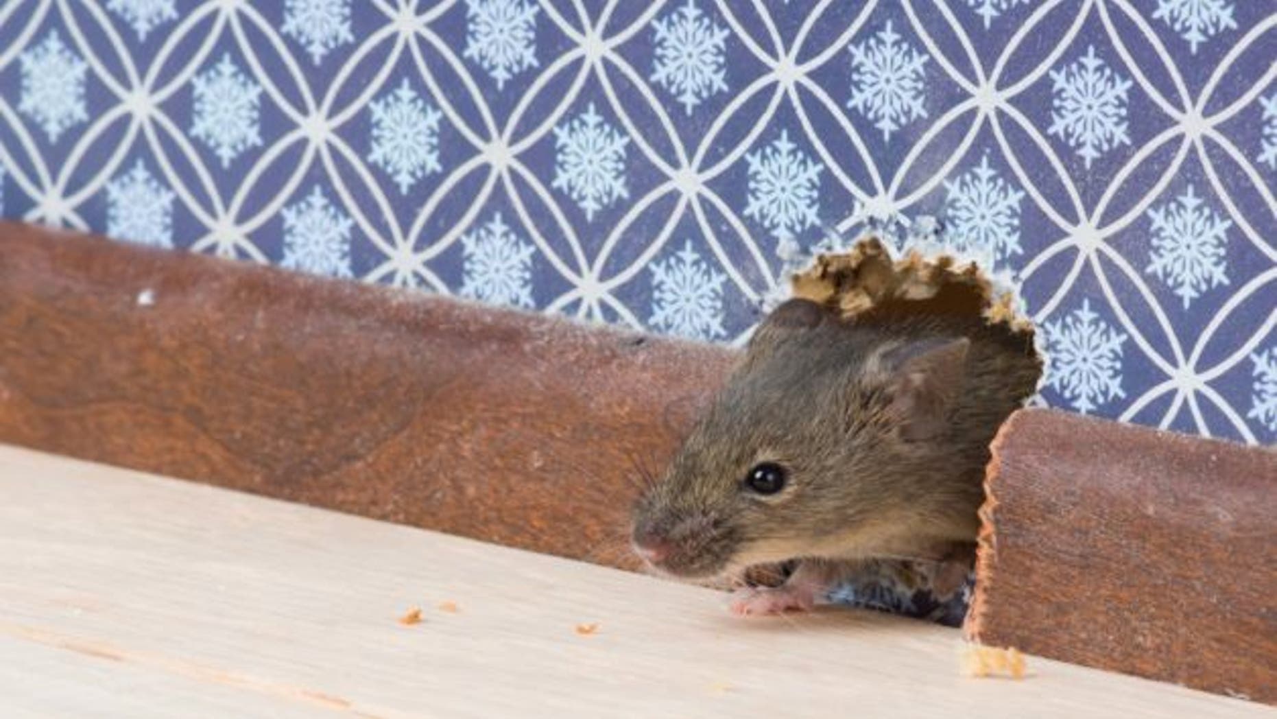 mouse-in-house