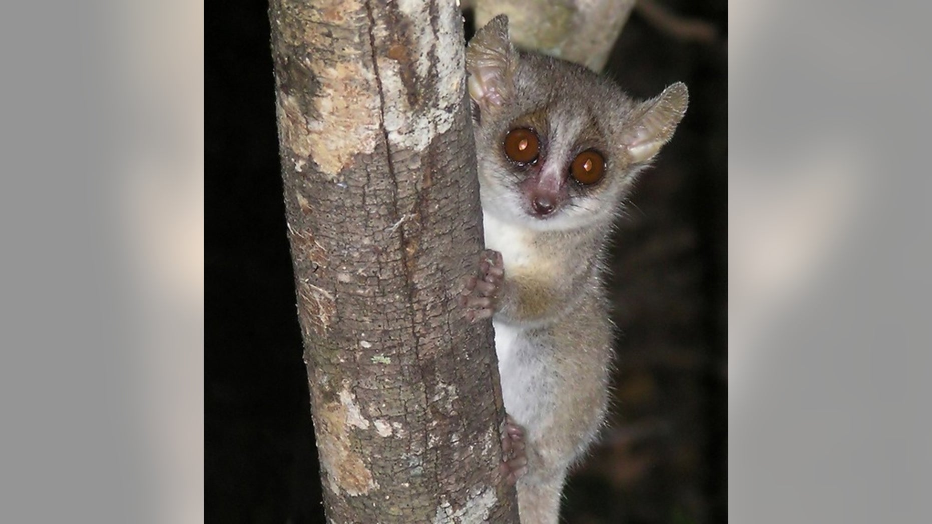 The nocturnal grey mouse lemur lives a solitary lifestyle.