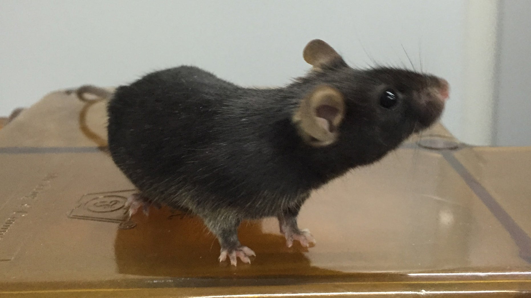 Feb. 25, 2016: This photo provided by Xiao-Yang Zhao of the Southern Medical University in Guangzhou, China shows one of the offspring produced with rudimentary mouse sperm derived from stem cells.