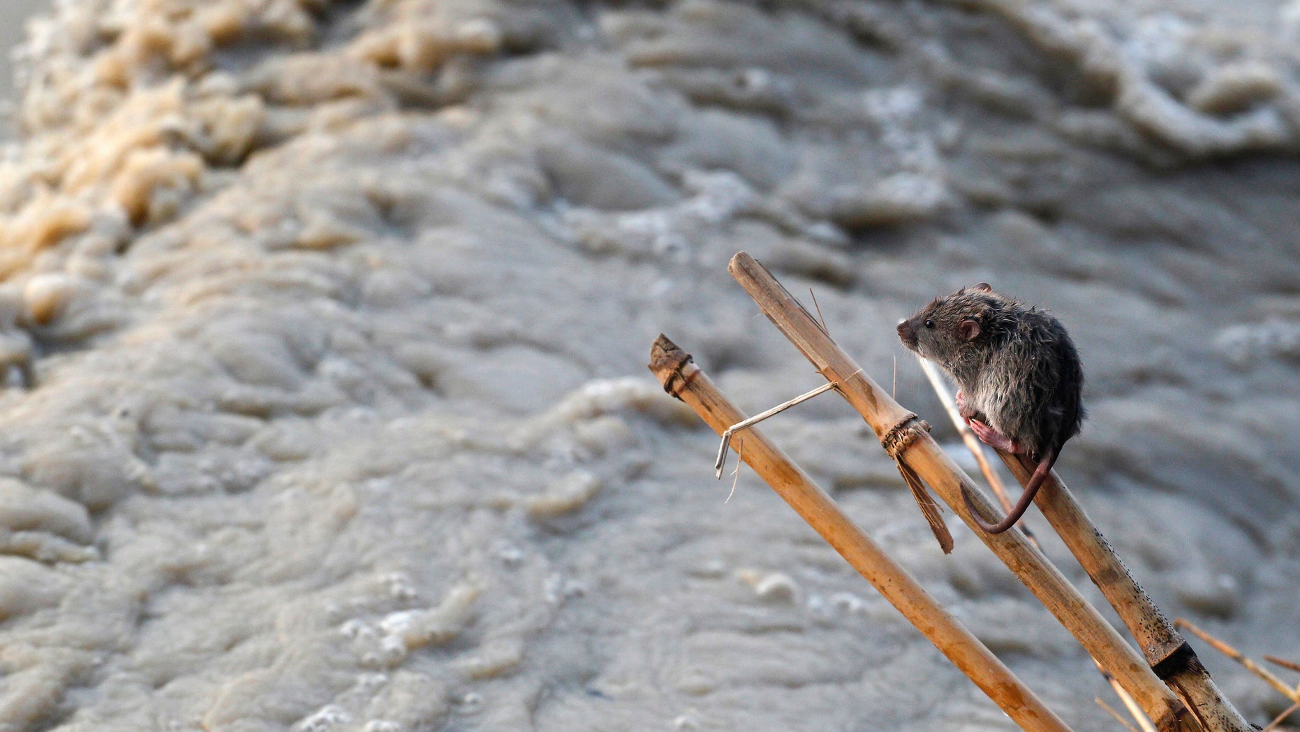 File photo - A stranded mouse rests on a stick next to the rising waters of river Yamuna in New Delhi June 19, 2013. (REUTERS/Anindito Mukherjee)