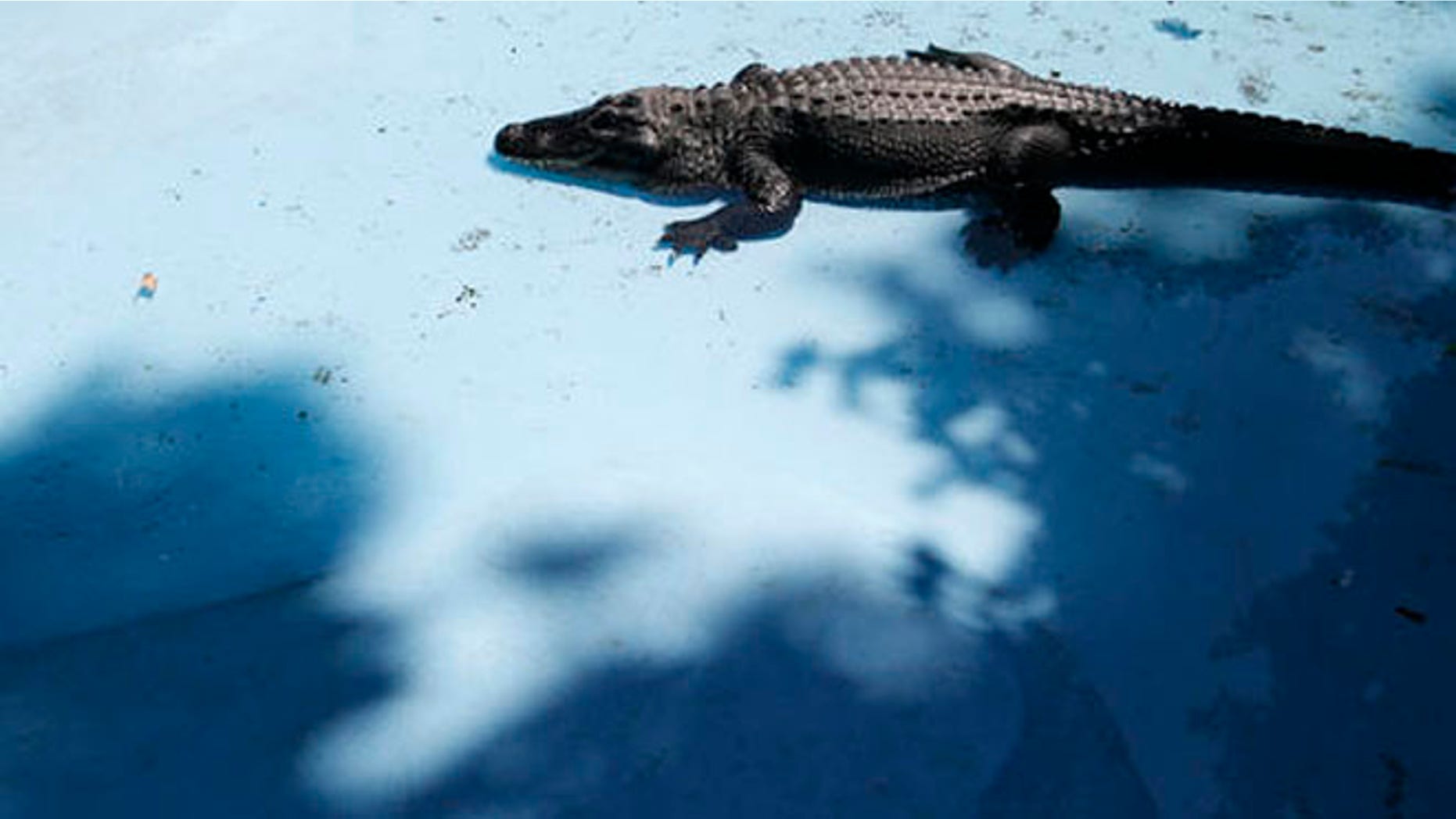 Muja the alligator moves in the pond in Belgrade Zoo, in Belgrade Serbia, Friday, Aug. 5, 2016. (AP Photo/Darko Vojinovic)