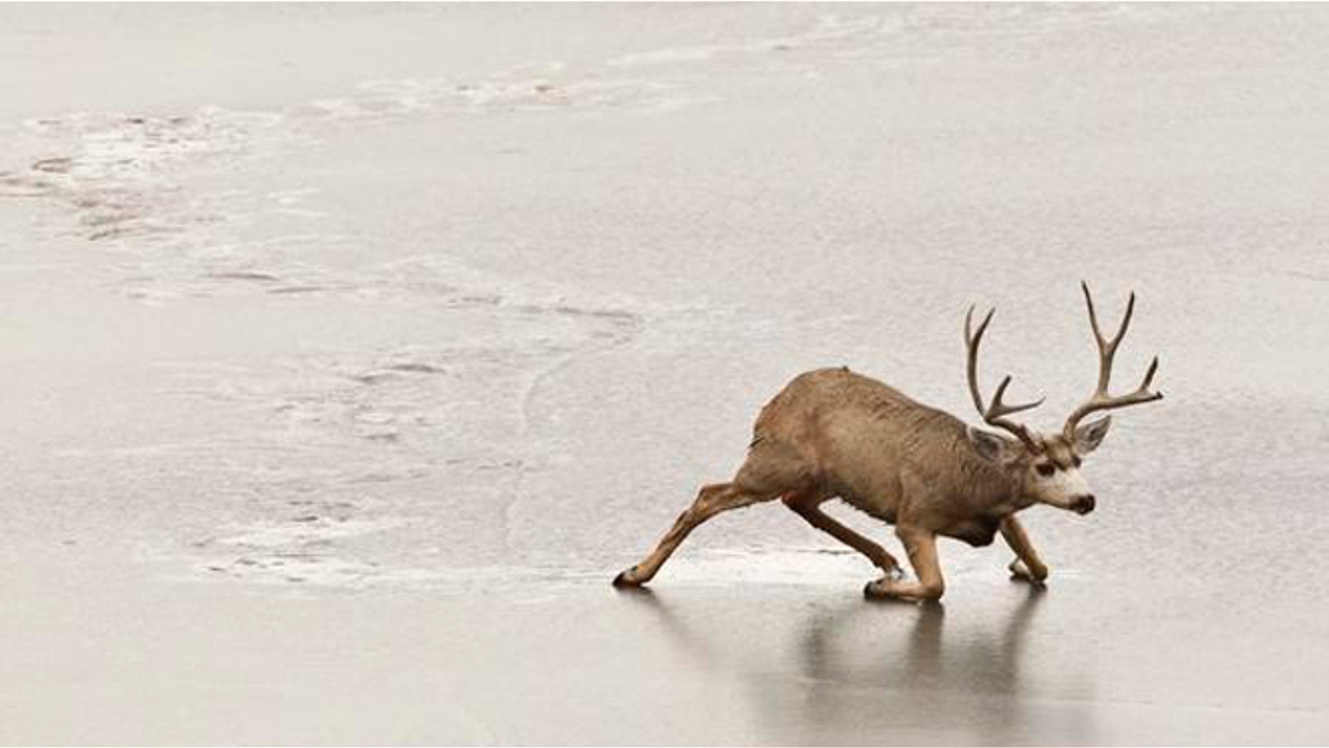Jan. 10, 2013: A stuck mule deer buck struggles unsuccessfully to get off the ice of a frozen-over lake in Golden, Colo. The number of mule deer in Colorado has declined more than 36 percent from 2005 to 2013, latest figures show. (AP/Brennan Linsley)