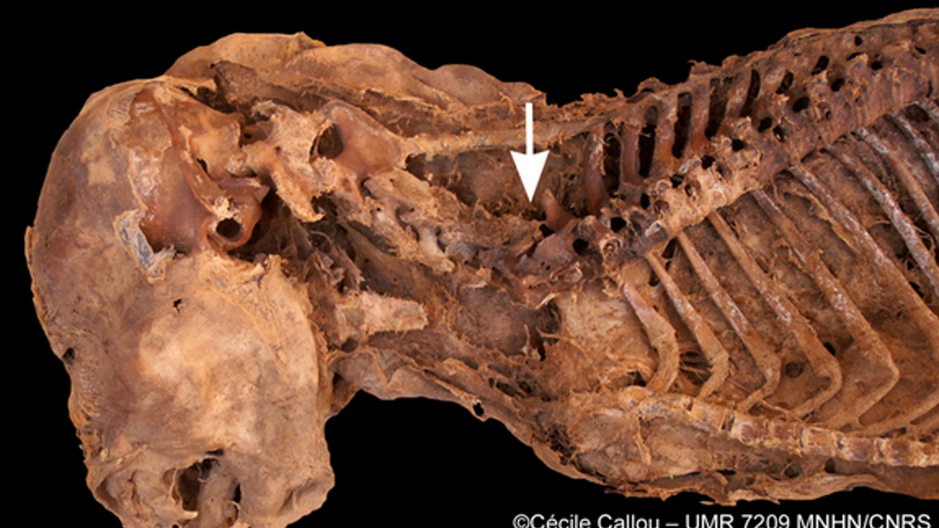 Close-up of the <em>post mortem</em> vertebral dislocation located between the sixth and seventh cervical vertebrae of the mummified dog discovered at the excavation site of El Deir in Egypt.