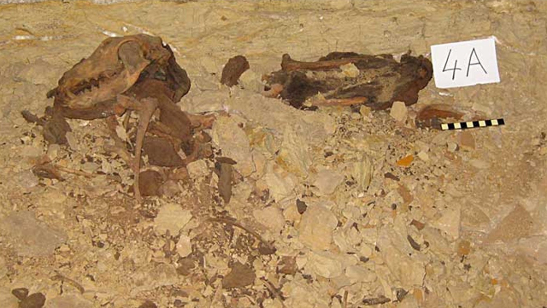 Dog remains in the catacomb uncovered beneath the Egyptian desert.