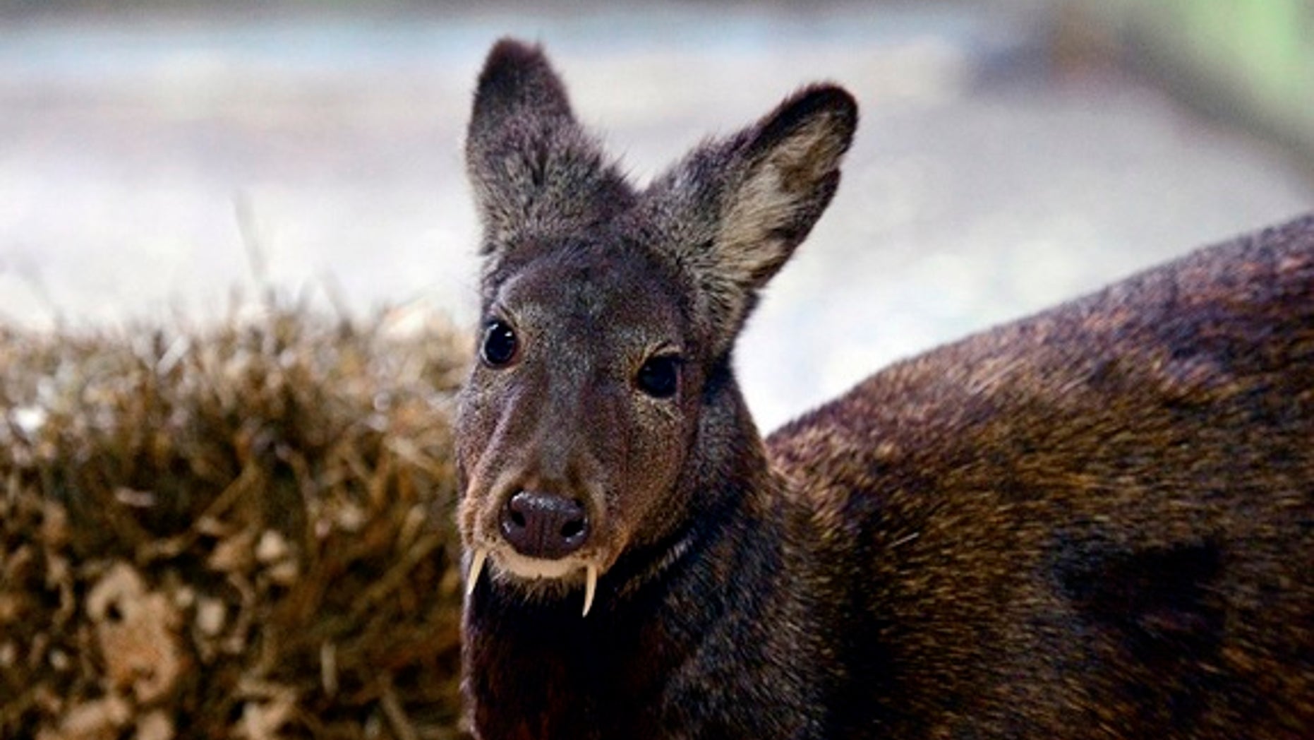 A recent study found a small group of fanged Kashmir musk deer in Afghanistan. The photo shows a Siberian musk deer - a related species also found in Asia.