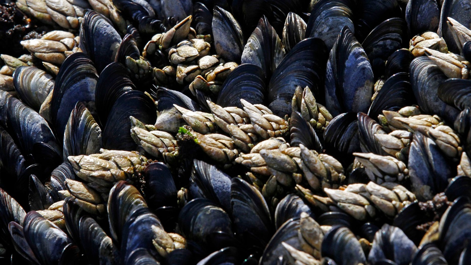 Researchers in Washington discovered trace amounts of opioids in mussels off Seattle's coast.