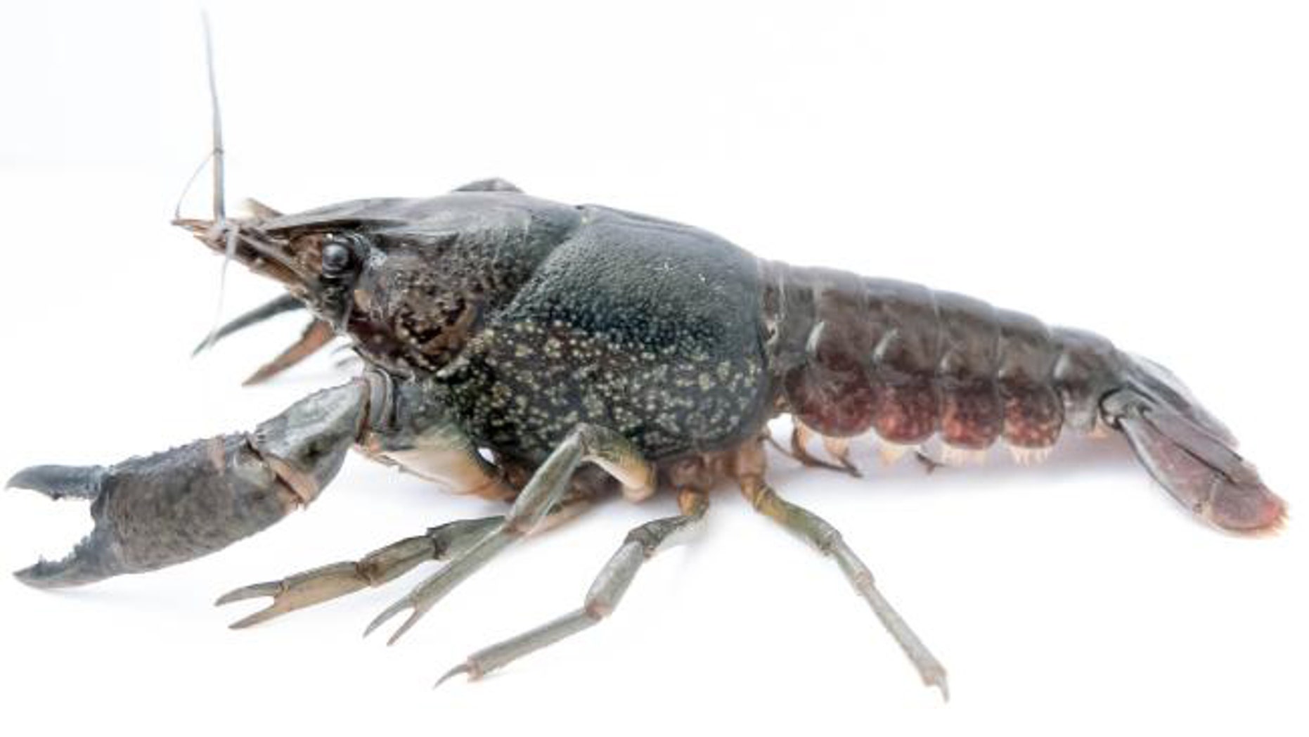 The marbled crayfish ( Procambarus virginalis) is in many ways the ultimate invasive pest. (Credit: Frank Lyko, DKFZ)