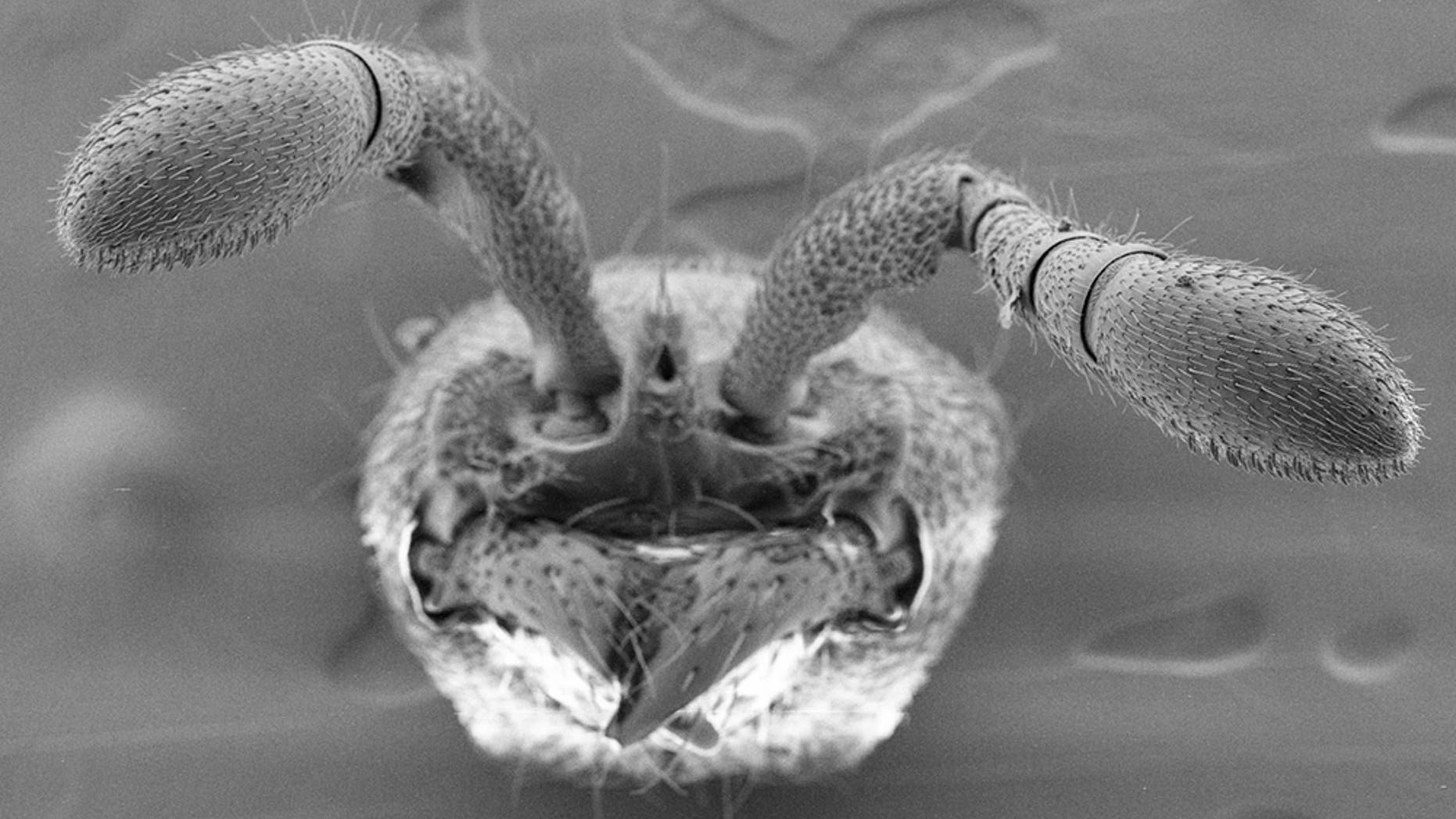 Ants use porous hairs on their antennae to detect pheromones. Scientists developed mutant ants lacking this ability. (Credit: Sean K. McKenzie/The Rockefeller University)