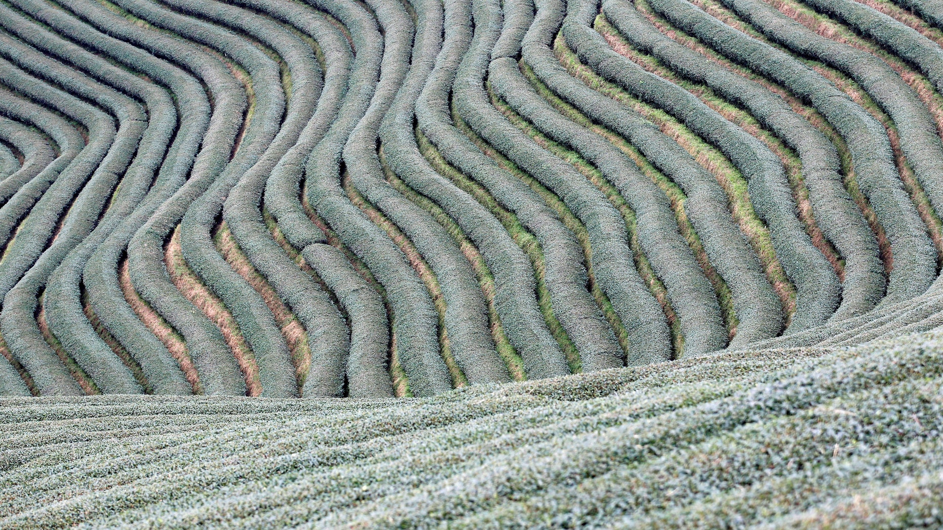 Workers work in tea leaf field at Mong Mao in ethnic Wa territory in north east Myanmar October 1, 2016. Picture taken on October 1, 2016. (REUTERS/Soe Zeya Tun)