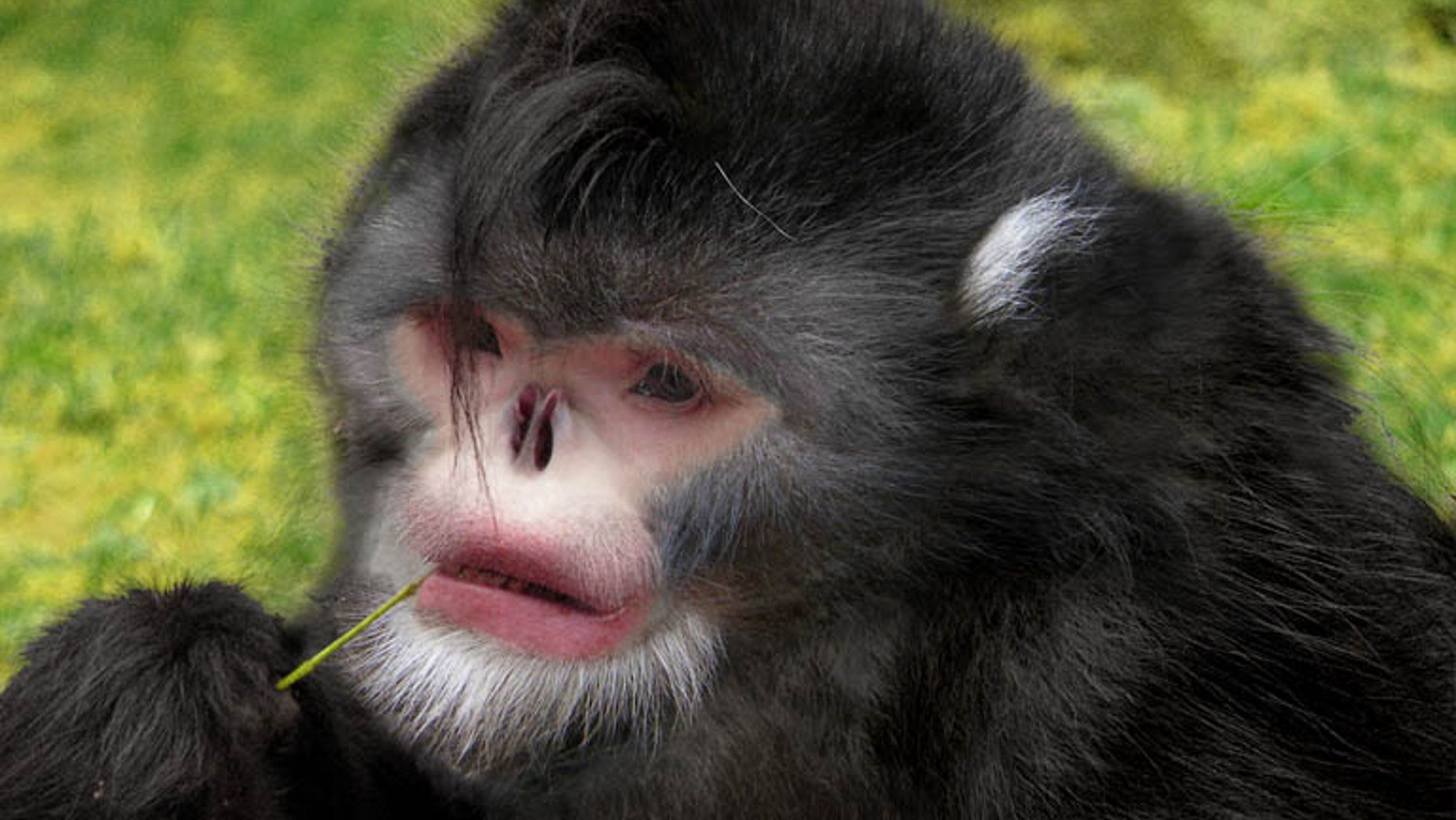 Photoshop reconstruction of the snub-nosed monkey. (Credit: Dr Thomas Geissmann/Fauna & Flora International)