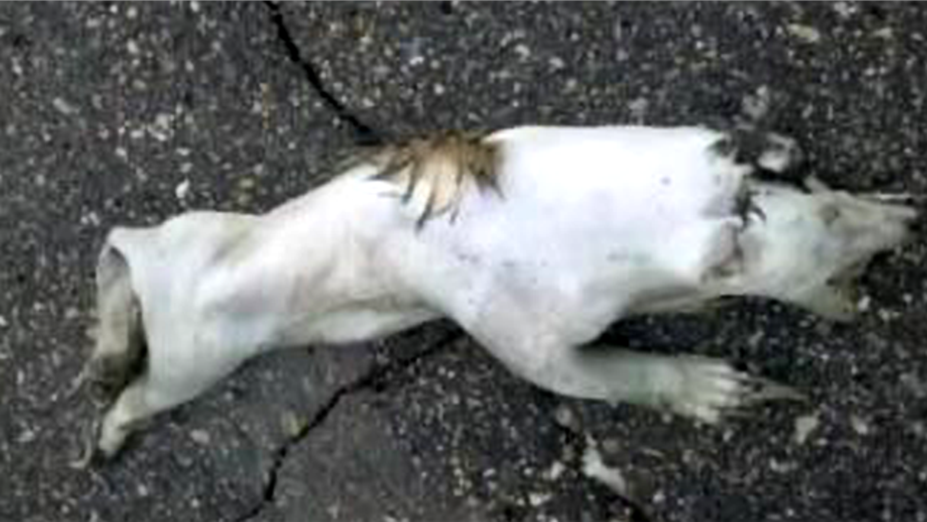 Officials with Minnesota's Department of Natural Resources have been unable to identify a mystery carcass -- leading to wild speculation that it may be the mythical chupacabra.