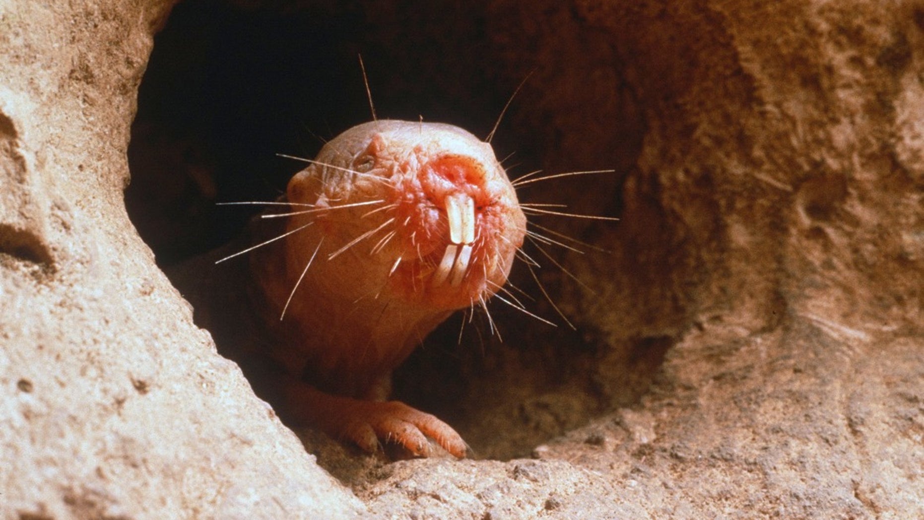 rufus naked mole rat