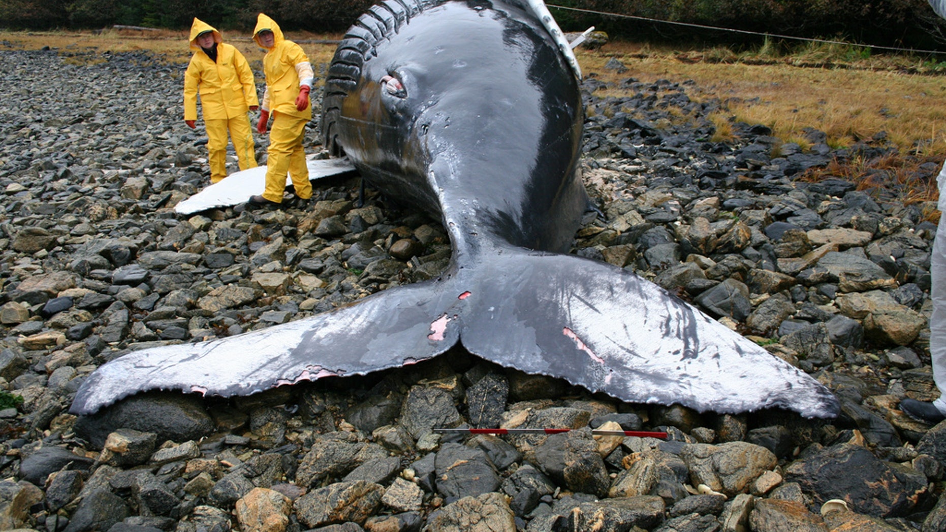 Veterinarians assist during the necropsy of a humpback whale calf that was stranded on Baranof Island, Alaska. (Alicia Jensen/NOAA/NMFS/AKFSC via NASA)