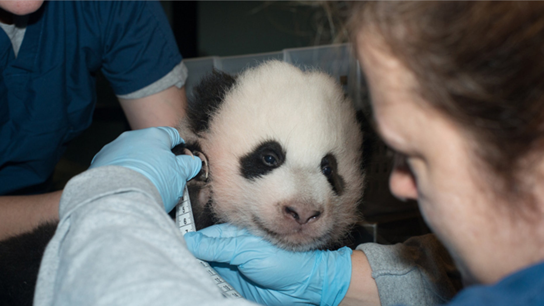 Nov. 29, 2013: In this photo provided by the Smithsonian National Zoo, a giant panda cub is measured as it is about to turn 100 days old, at the Smithsonian National Zoo in Washington.