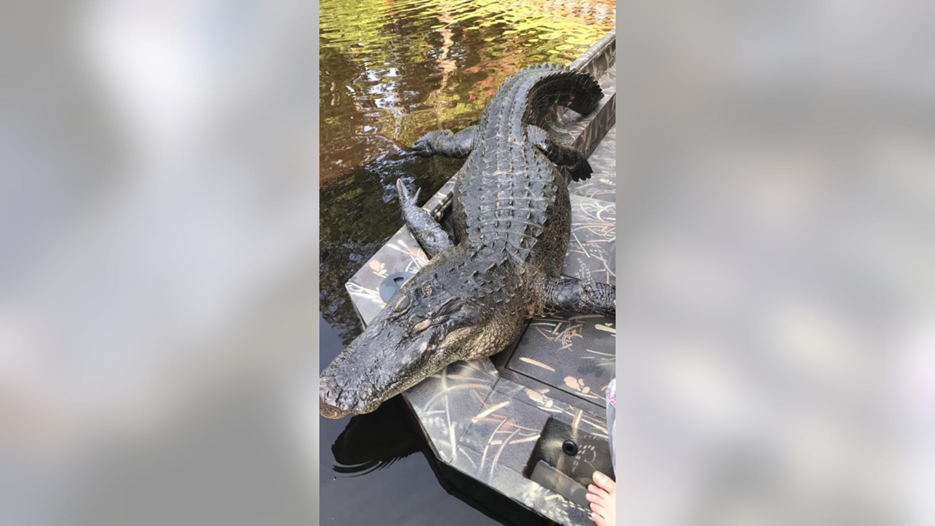 The massive alligator turned up in the Neuse River on Saturday.