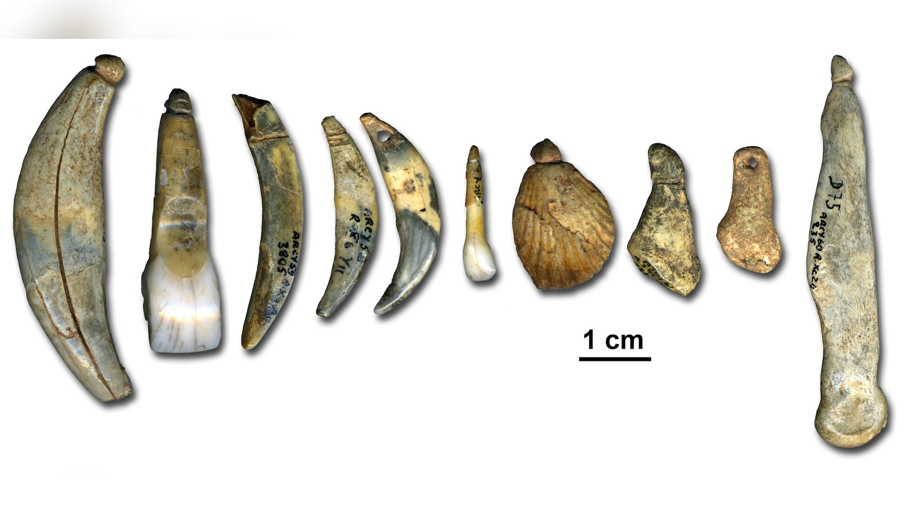 The Chtelperronian body ornaments and bone points archaeologists discovered at the Grotte du Renne in Arcy-sur-Cure, France.