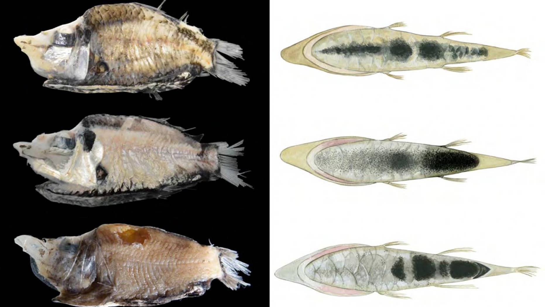 Two species of a bioluminescent deep-sea fish nicknamed "barreleyes" have been identified.