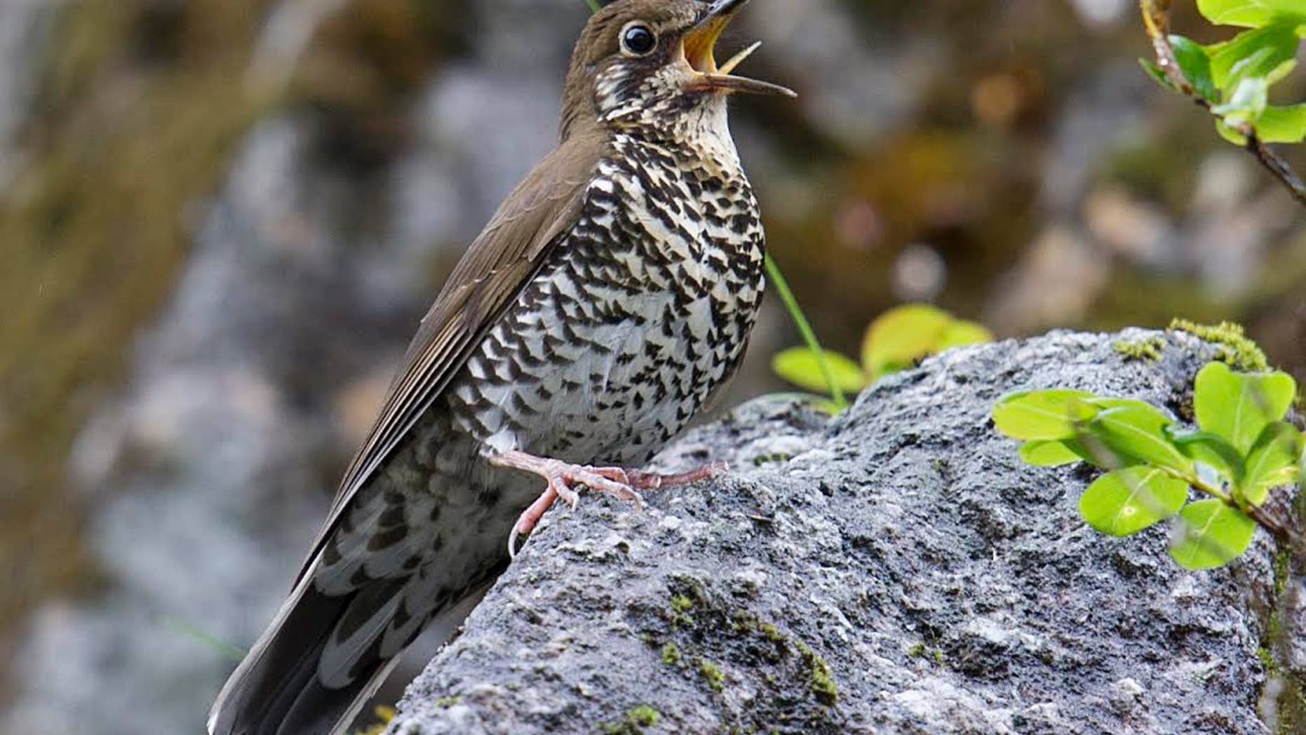 Himalayan Forest Thrush Zoothera salimalii, Dulongjiang, Yunnan province, China, June 2014. (Craig Brelsford)