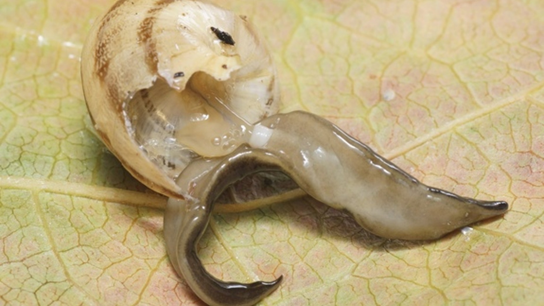 The New Guinea flatworm uses its pharynx (white) to ingest soft tissues from a Mediterranean snail.