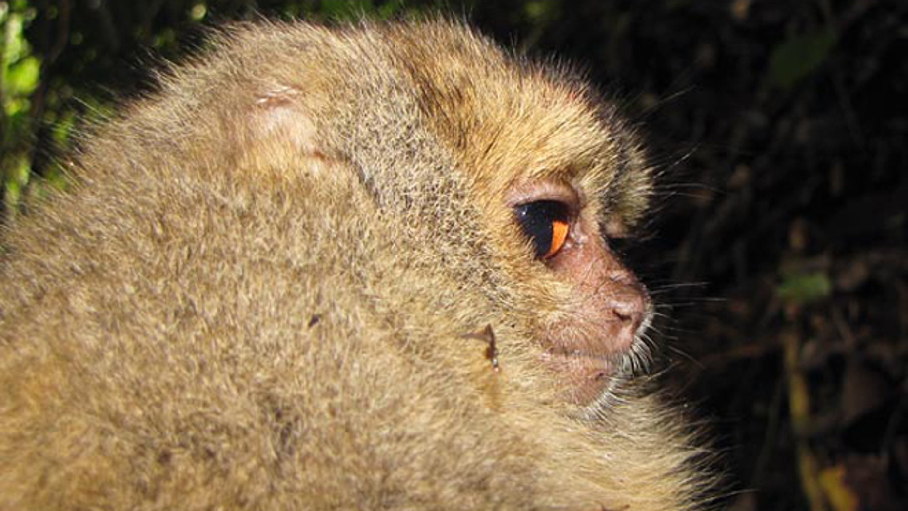 Some of the animals found include an as of yet unnamed type of night monkey with orange-colored eyes.