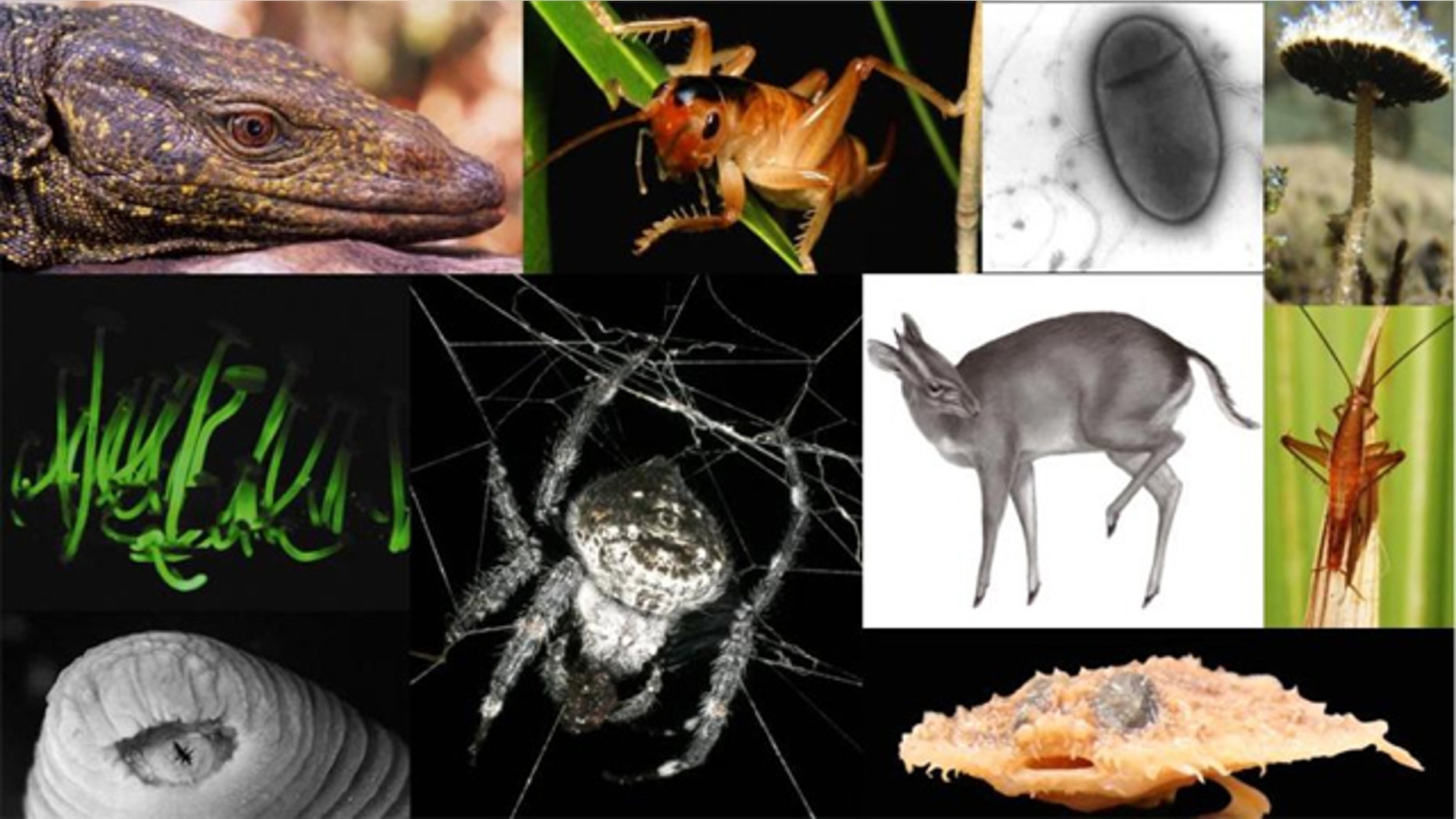 The top 10 new species list is issued annually by the International Institute for Species Exploration at Arizona State University and an international committee of taxonomists -- scientists responsible for species exploration and classification.