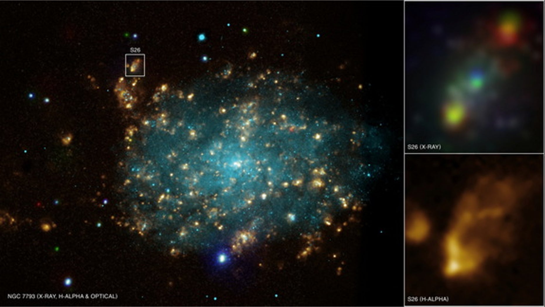 This image shows the galaxy NGC 7793 about 12 million light-years from Earth. The galaxy is home to the voracious black hole P13, which is easily seen as the brightest blue source near the bottom of the image.