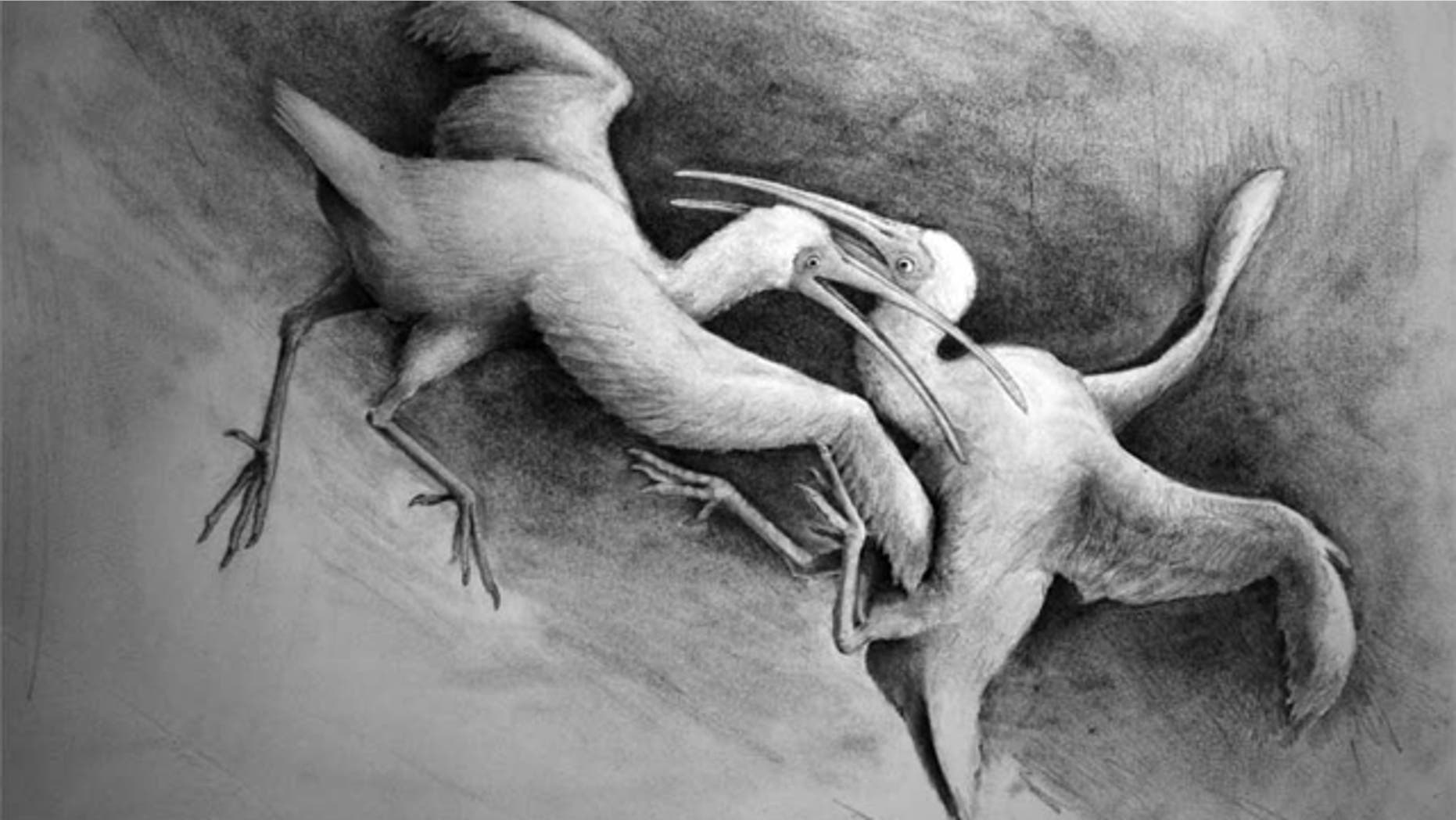 The prehistoric Xenicibis used its wings like two clubs hinged at the wrist joint in order to swing at and attack one another.