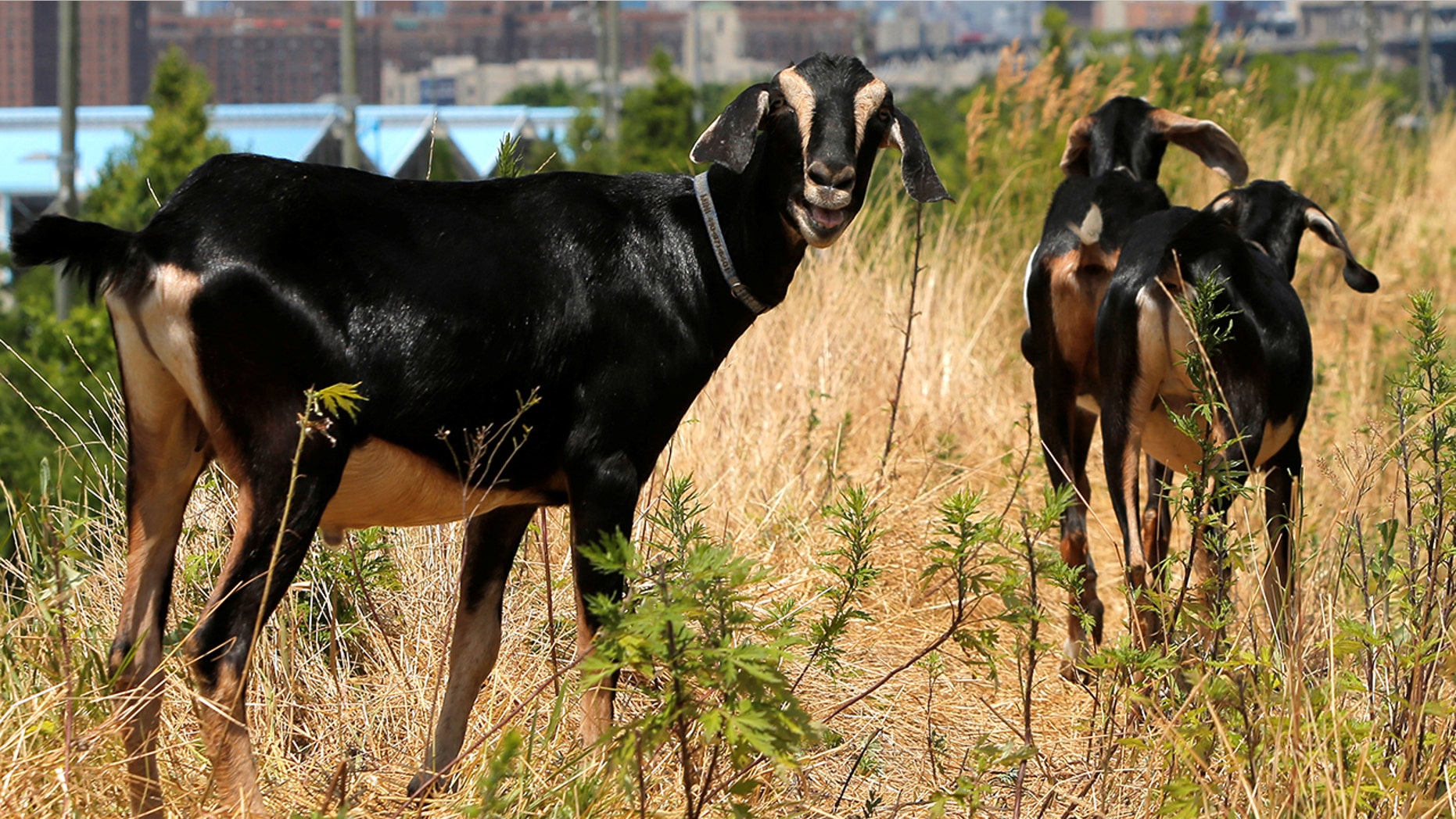 A decapitated goat discovered in a storage bin near railroad tracks in New Jersey on Monday sparked an investigation.