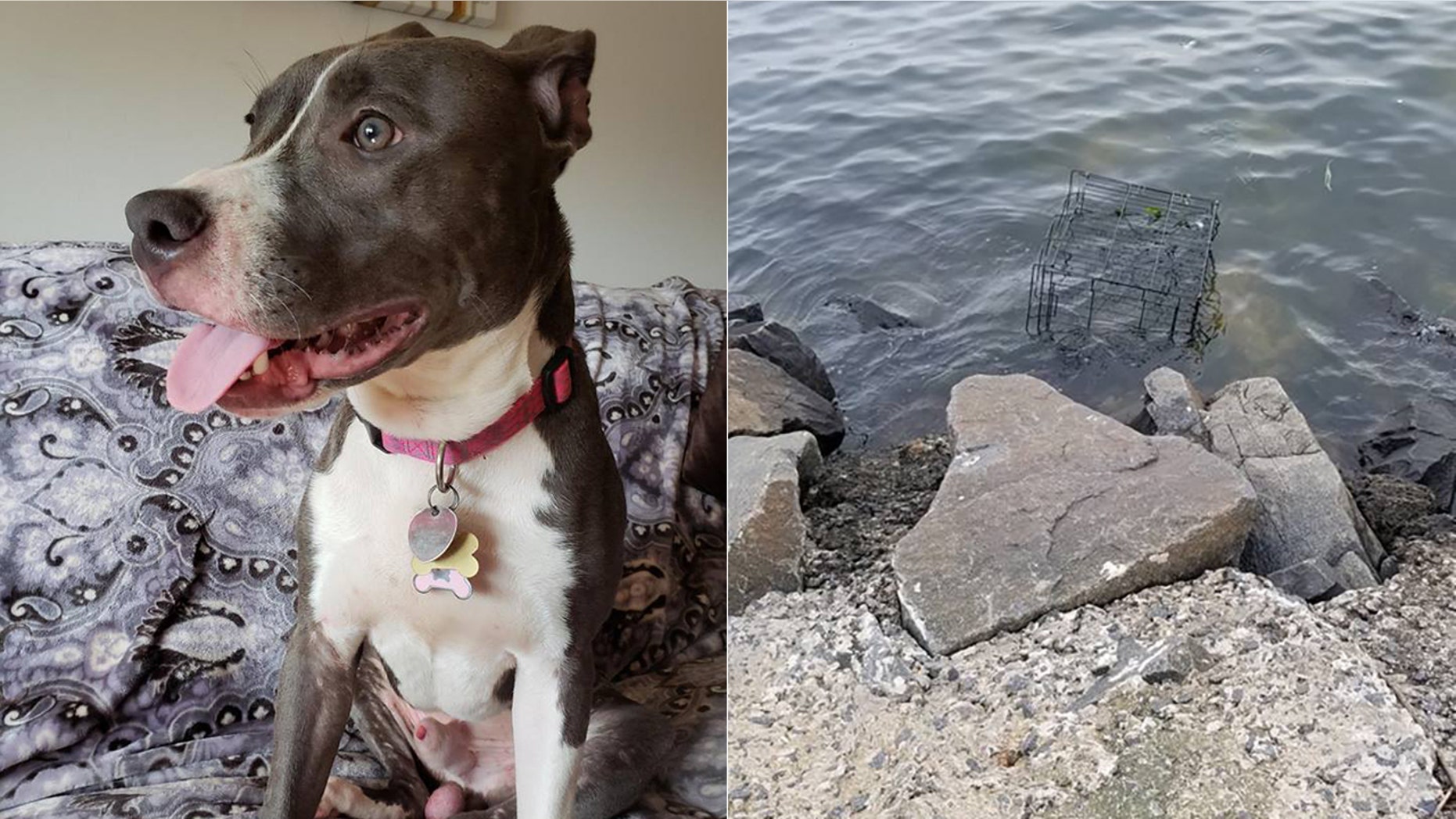 A pit bull was found locked inside a black cage floating in a New Jersey bay.