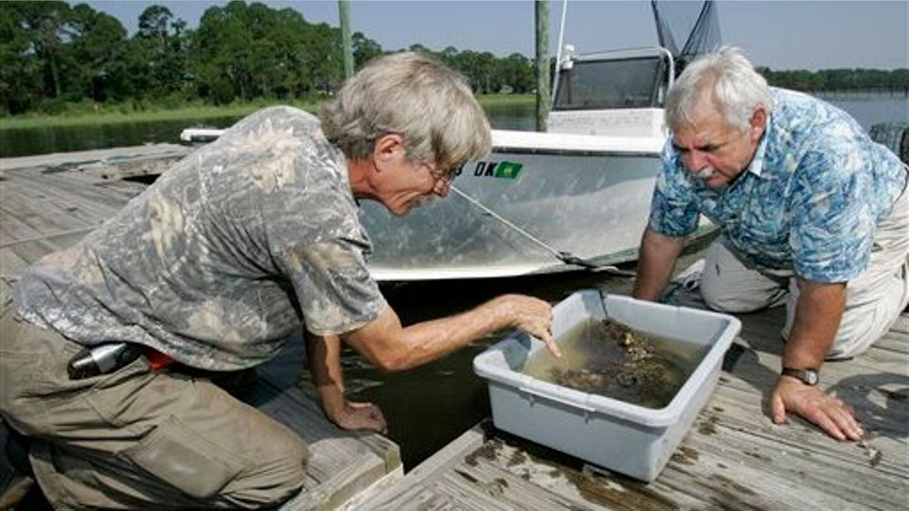 July 9: Serge Latour, left and Jack Rudloe, right, examine some of the gulf life from the collectors at the docks of the Gulf Specimen Marine Lab in Panacea, Fla. In the wake of the Deepwater Horizon oil spill Jack Rudloe is working on a "Noah's Ark" project at the facility to protect the species in the gulf effected by the oil. (AP)