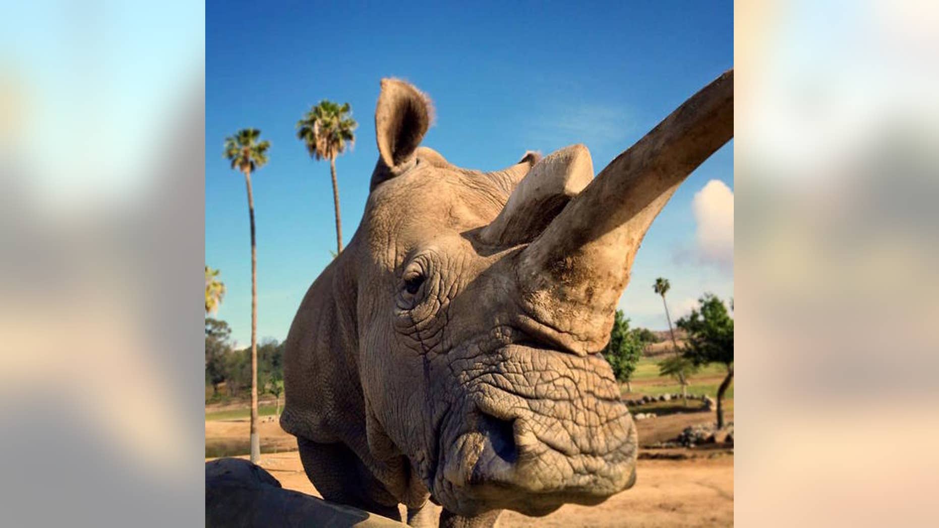 Nola, one of the last northern white rhinos on Earth, died this week.