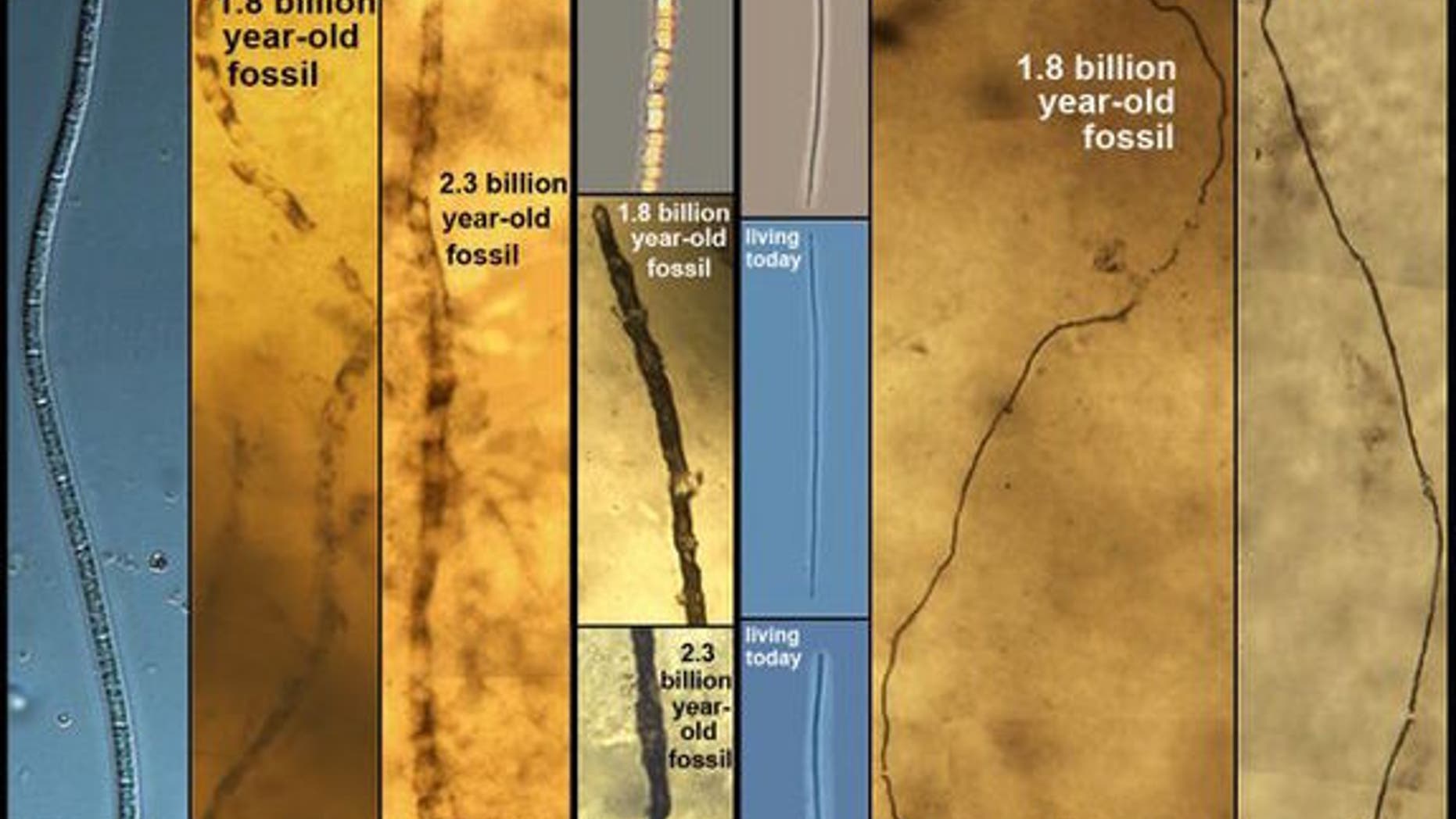 These sulfur bacteria haven't evolved for billions of years.