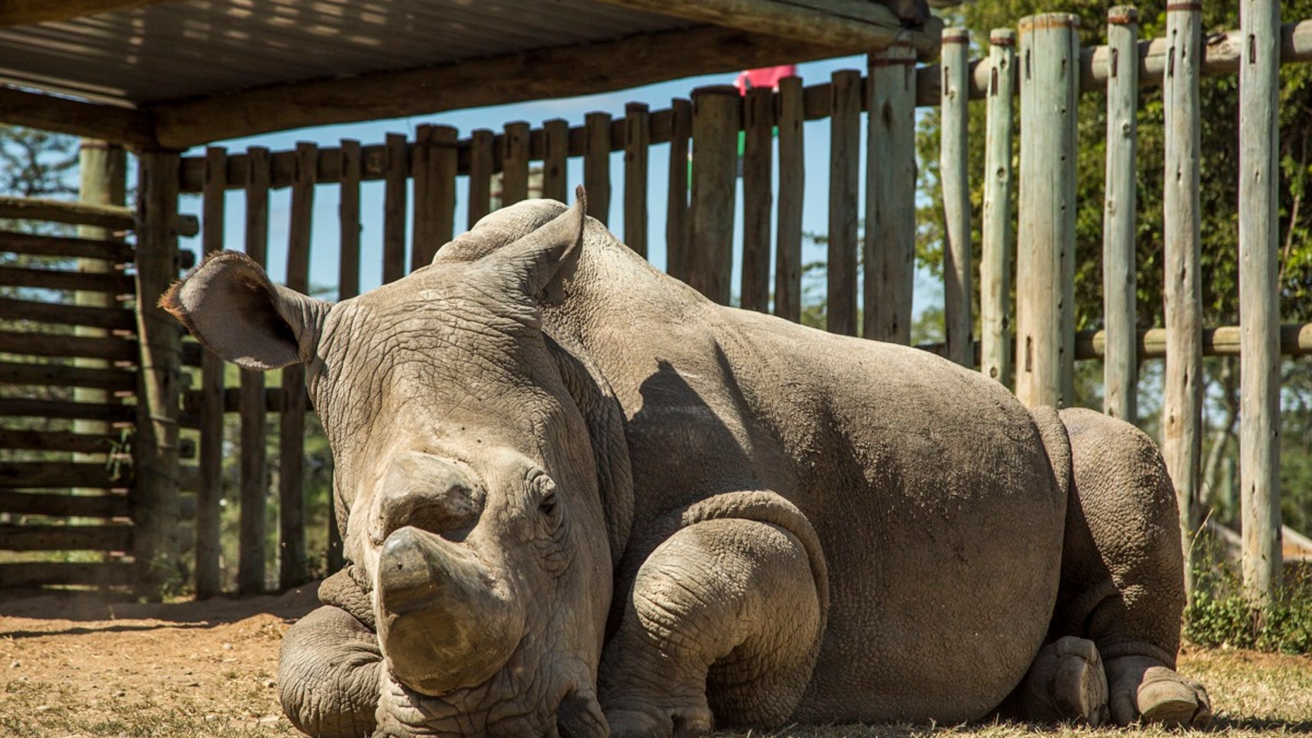 Sudan, the last male northern white rhino, at Ol Pejeta Conservancy in Kenya on June 25, 2015.
