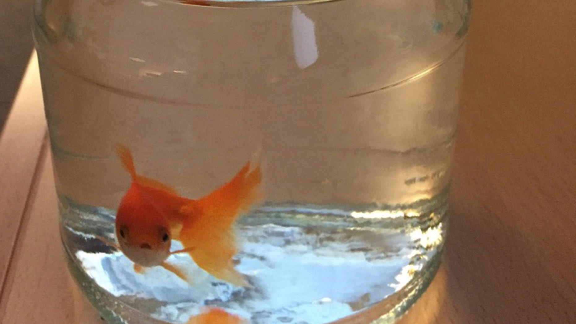 A goldfish swims inside a jar at the police station in Bodo, Norway.