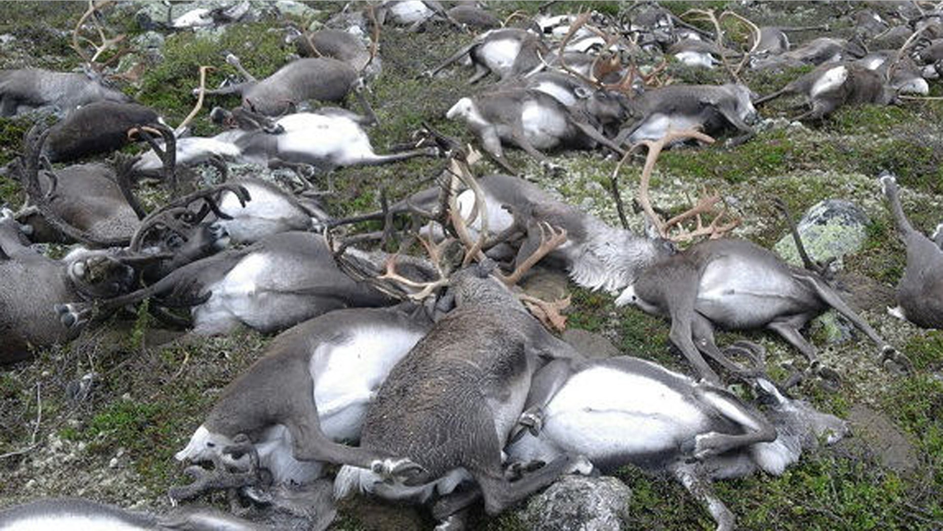 Aug. 26, 2016: This image shows some of the 323 reindeer killed by a lightning strike on the Hardangervidda mountain plateau in central Norway