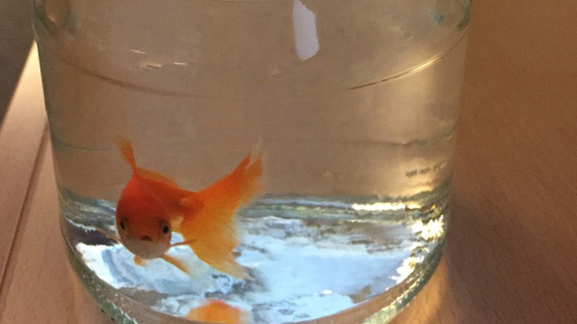 March 6: Police in Bodo, a town in northern Norway are searching for the owner of a goldfish left behind at a soccer stadium.