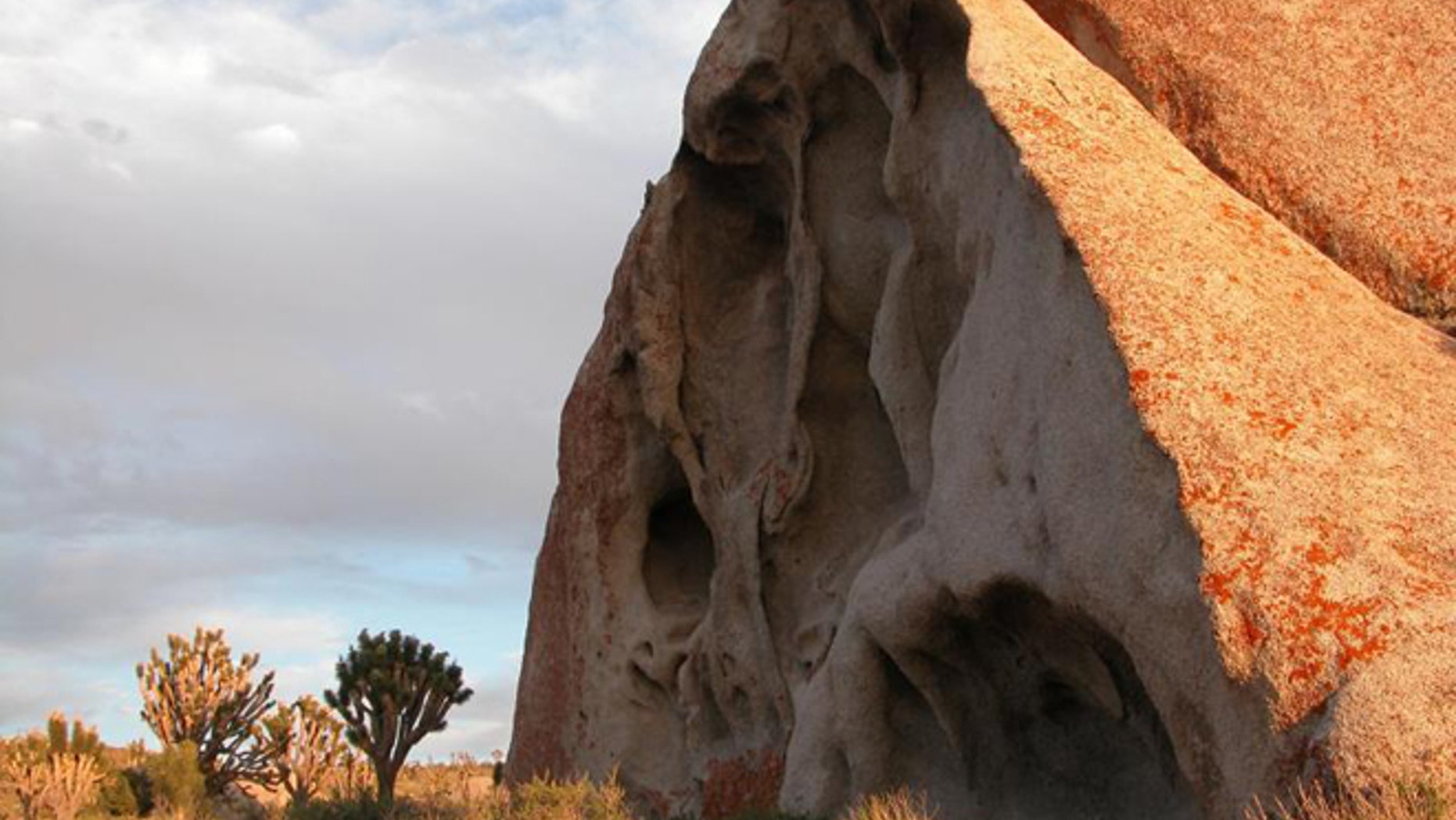 Boulder and Joshua trees on Cima Dome in Mojave National Preserve