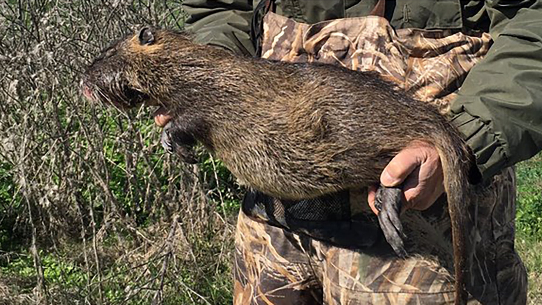 A wildlife official holding a dead nutria.