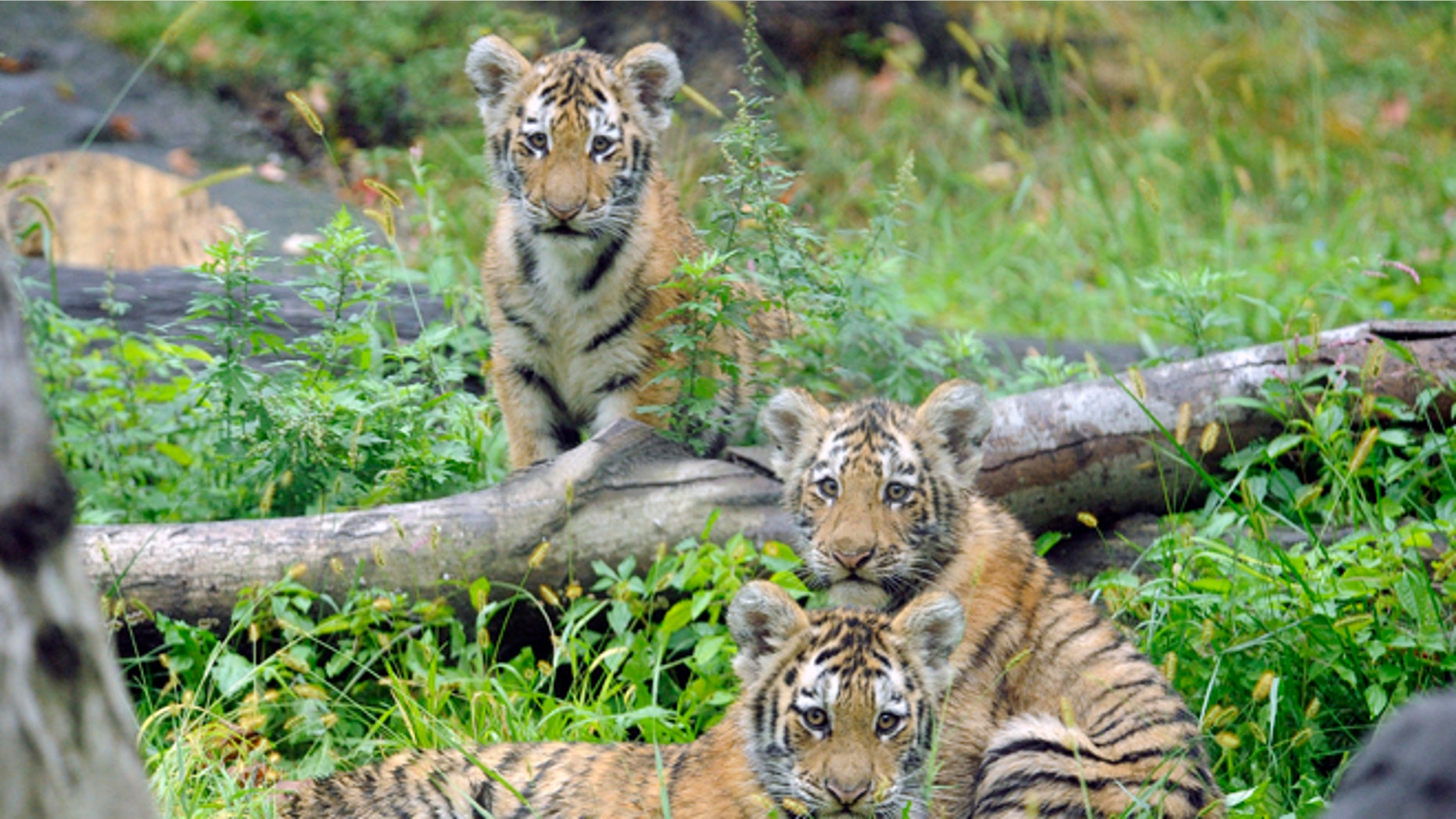Sept. 20, 2010: In this photo provided by the Wildlife Conservation Society, three Amur tiger cubs rest by a fallen tree limb at the Tiger Mountain exhibit at the Bronx Zoo in New York.