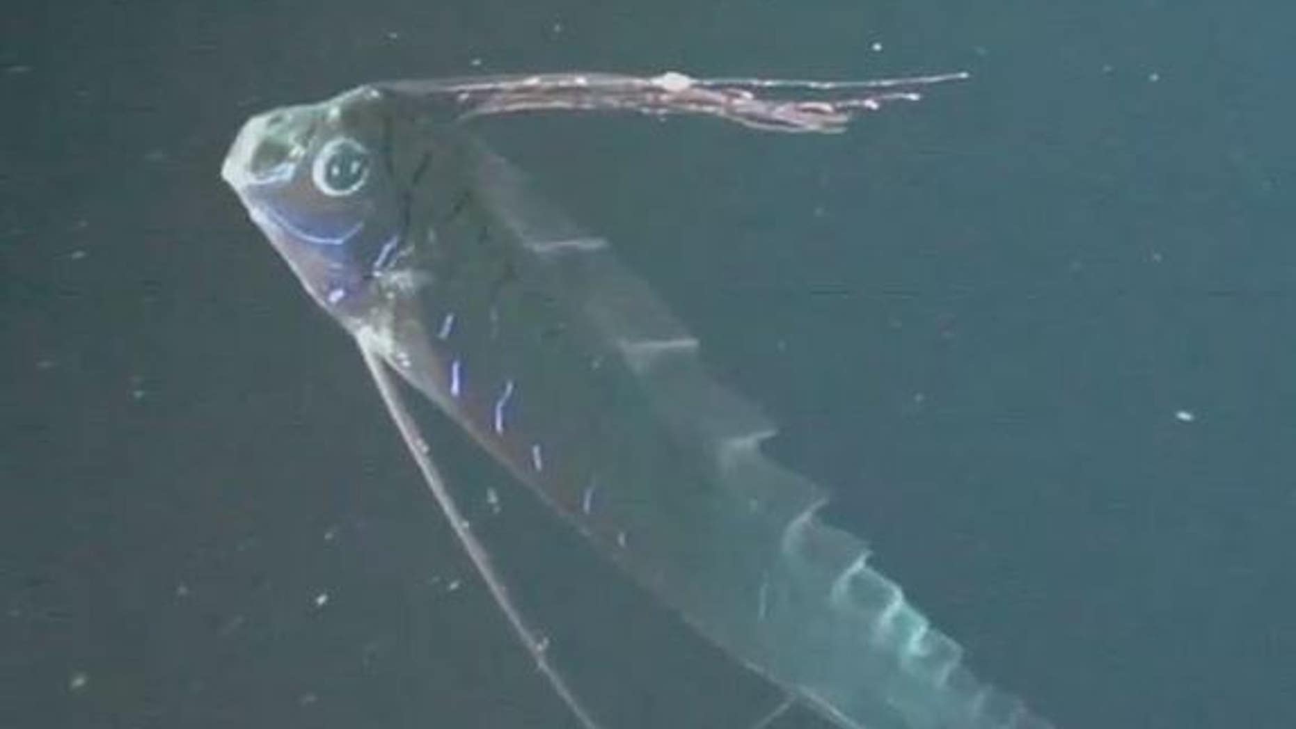 This oarfish was caught on camera by an ROV in the Gulf of Mexico in August, 2011. They can grow up to at least 26 feet long.