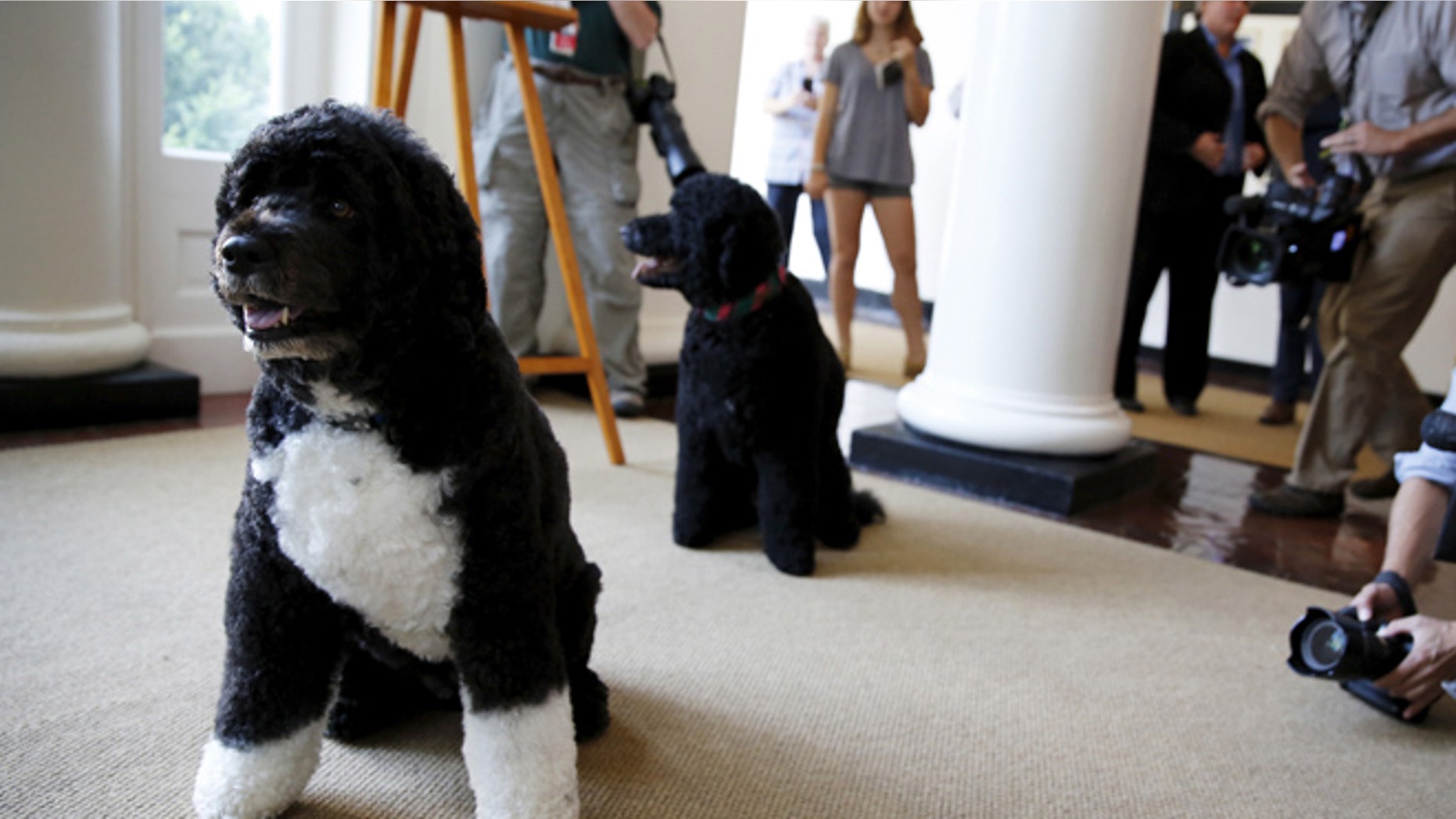 July 1, 2015: Obama family dogs Bo (L) and Sunny as visitors can now take photos during a tour of the White House in Washington.