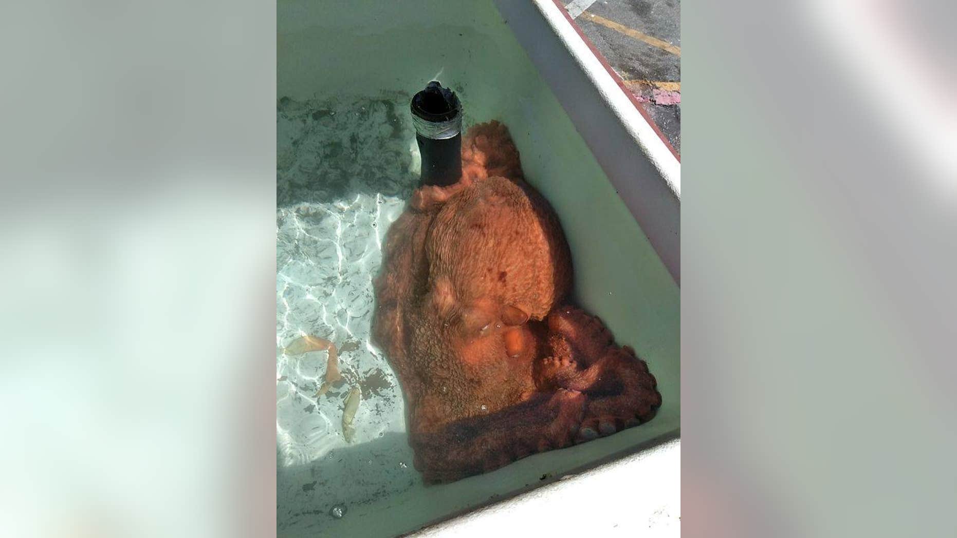 The fish market introduced the world to "Fred" last week.