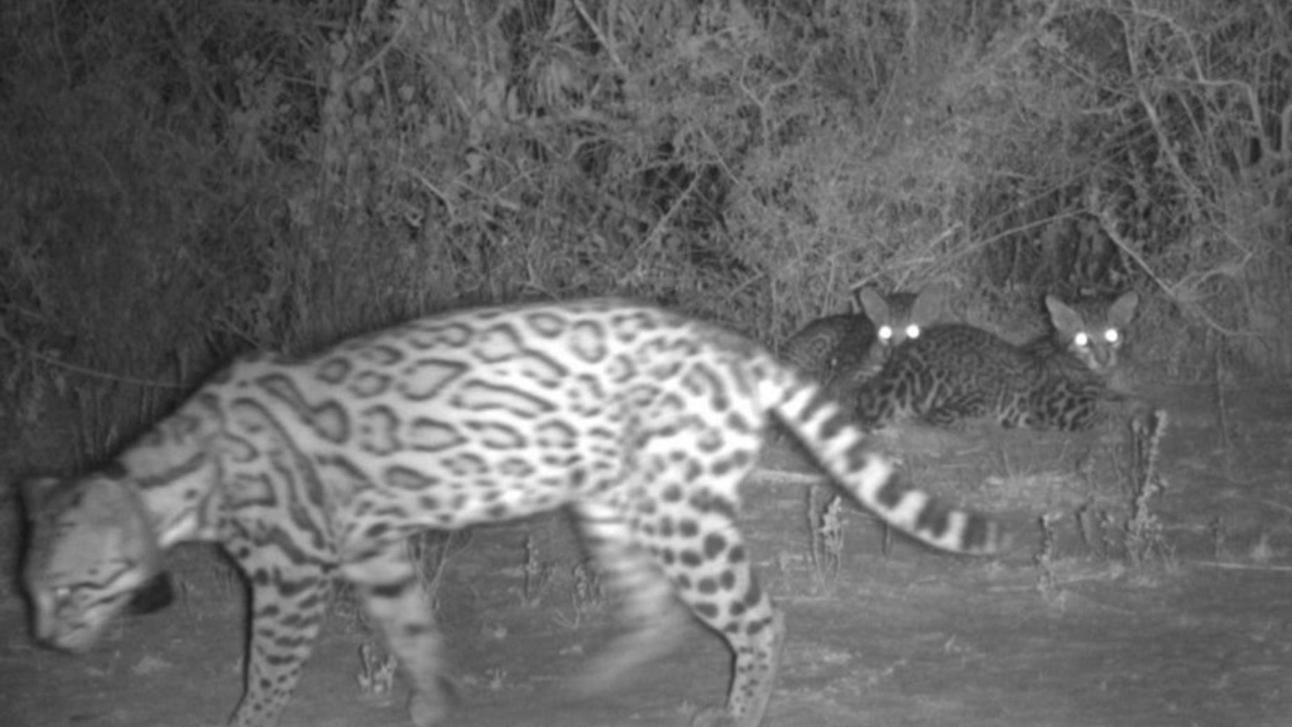 Mother ocelot and two kittens on Yturria Conservation Easement (USFWS).