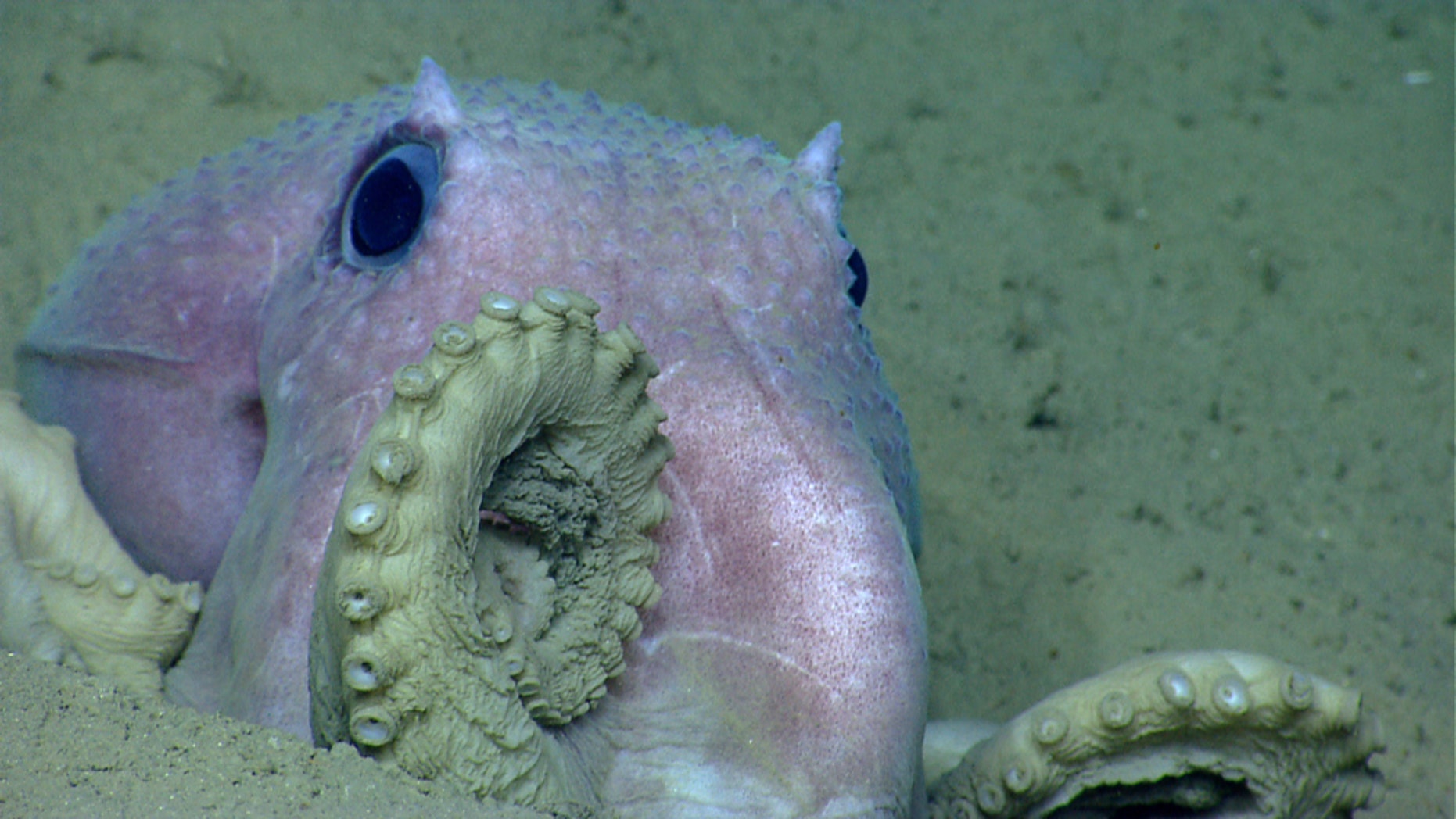 Earth is home to gobs of species, from tiny to gargantuan, and ordinary to downright weird. Take this whimsical octopus spotted by NOAA Ship Okeanos Explorer's remotely operated vehicle near Shallop in the Atlantic O
